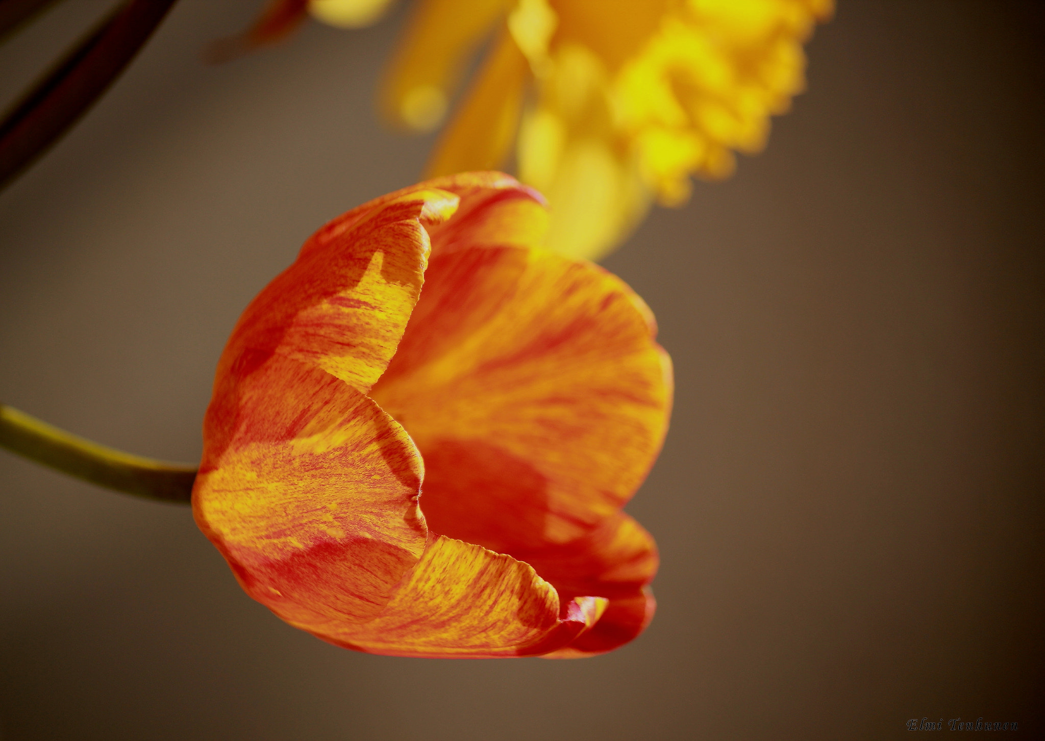 Canon EF-S 55-250mm F4-5.6 IS sample photo. Bloom photography