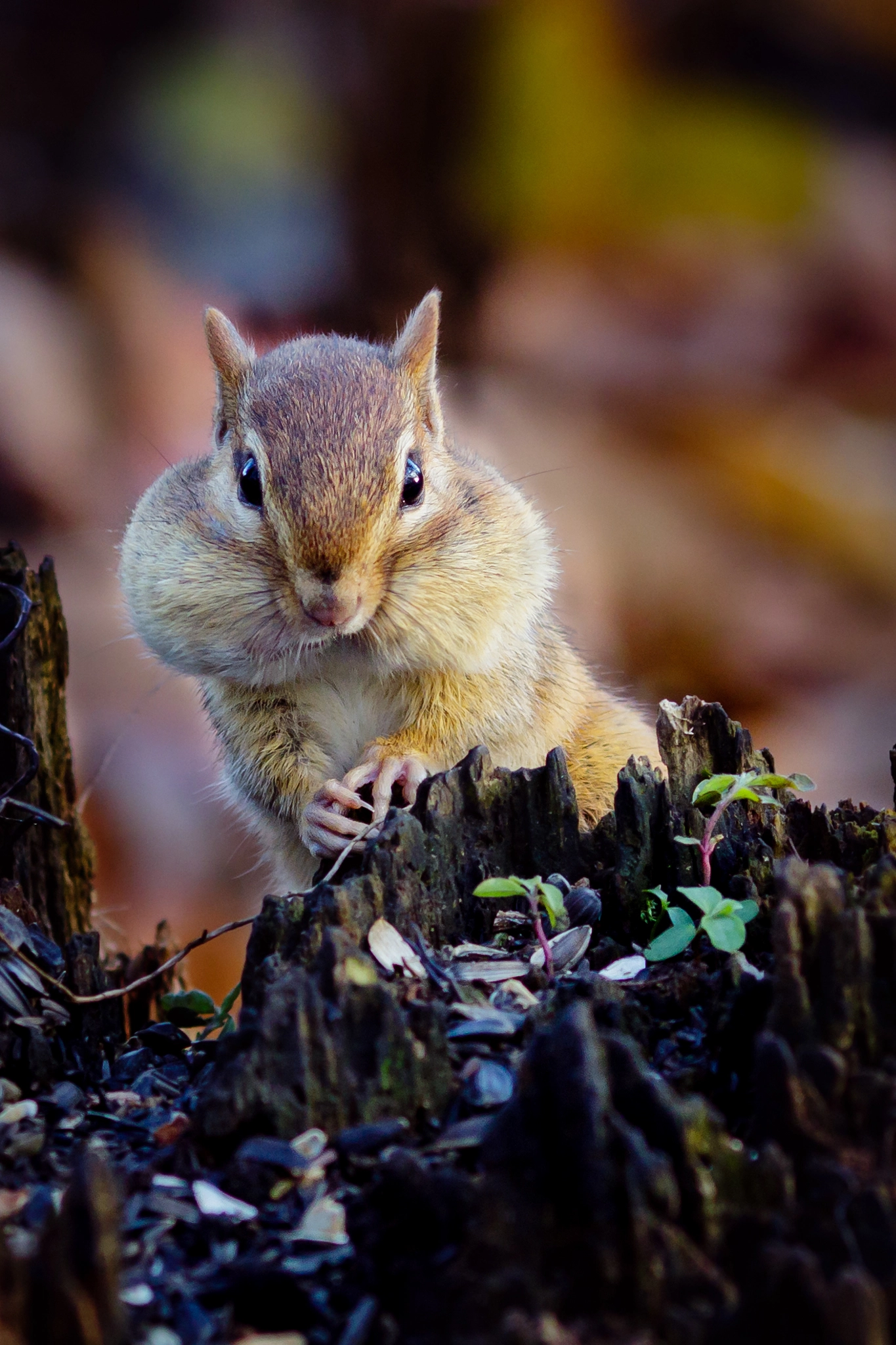 Canon EOS 7D Mark II + Canon EF 135mm F2L USM sample photo. Chipmunk photography