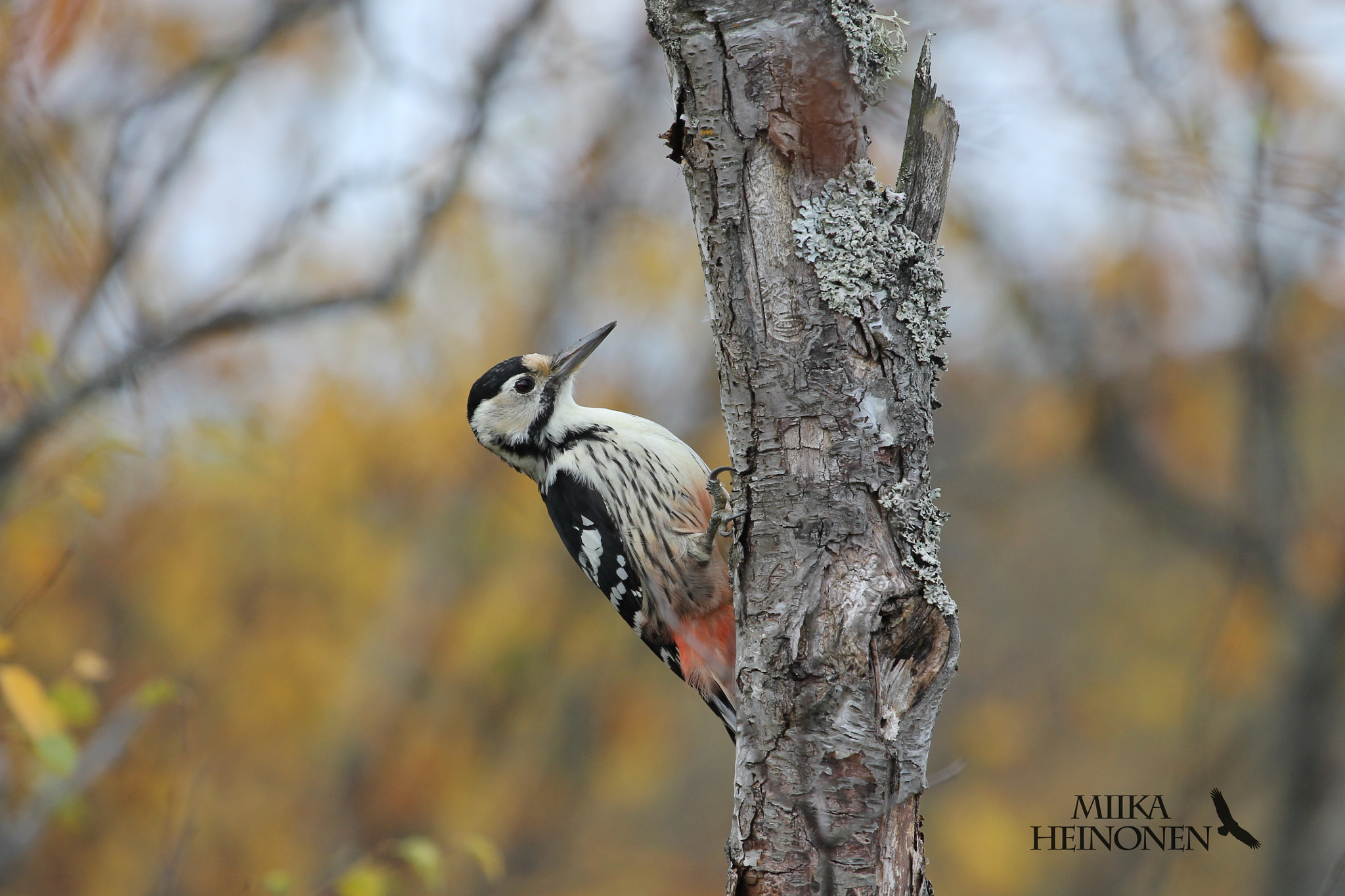Canon EF 100-400mm F4.5-5.6L IS USM sample photo. Dendrocopos leucotos photography