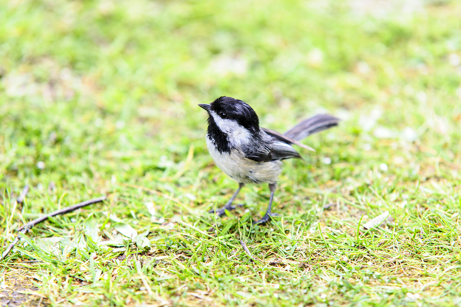 Nikon D3S + Sigma 70-200mm F2.8 EX DG Macro HSM II sample photo. Young & curious black-capped chickadee photography