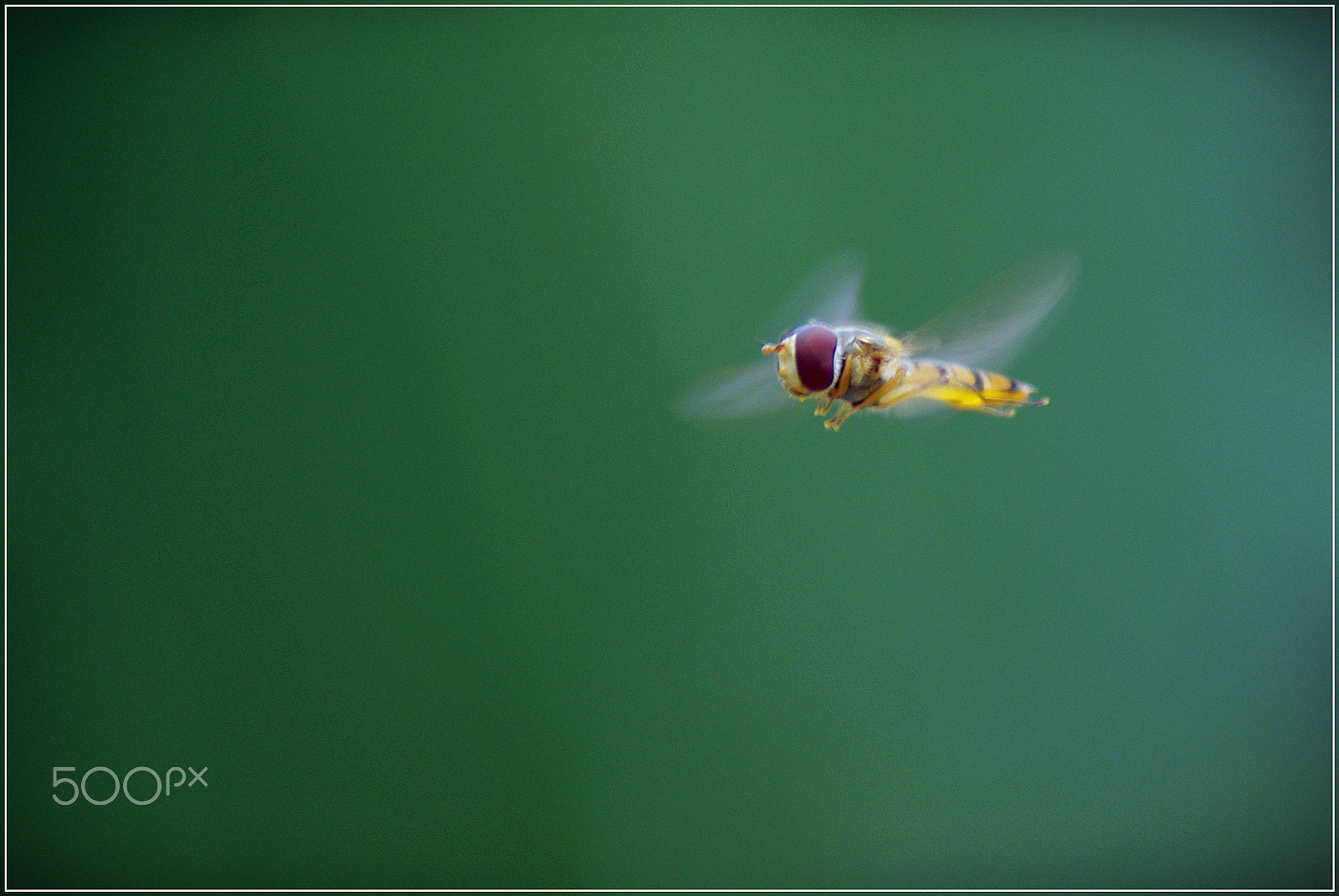 Pentax K200D sample photo. Macro photography