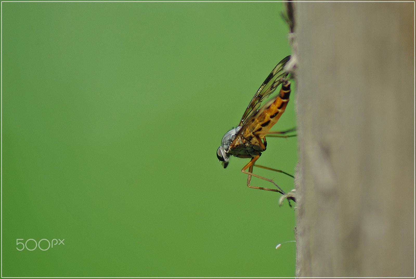 Pentax K200D sample photo. Macro photography