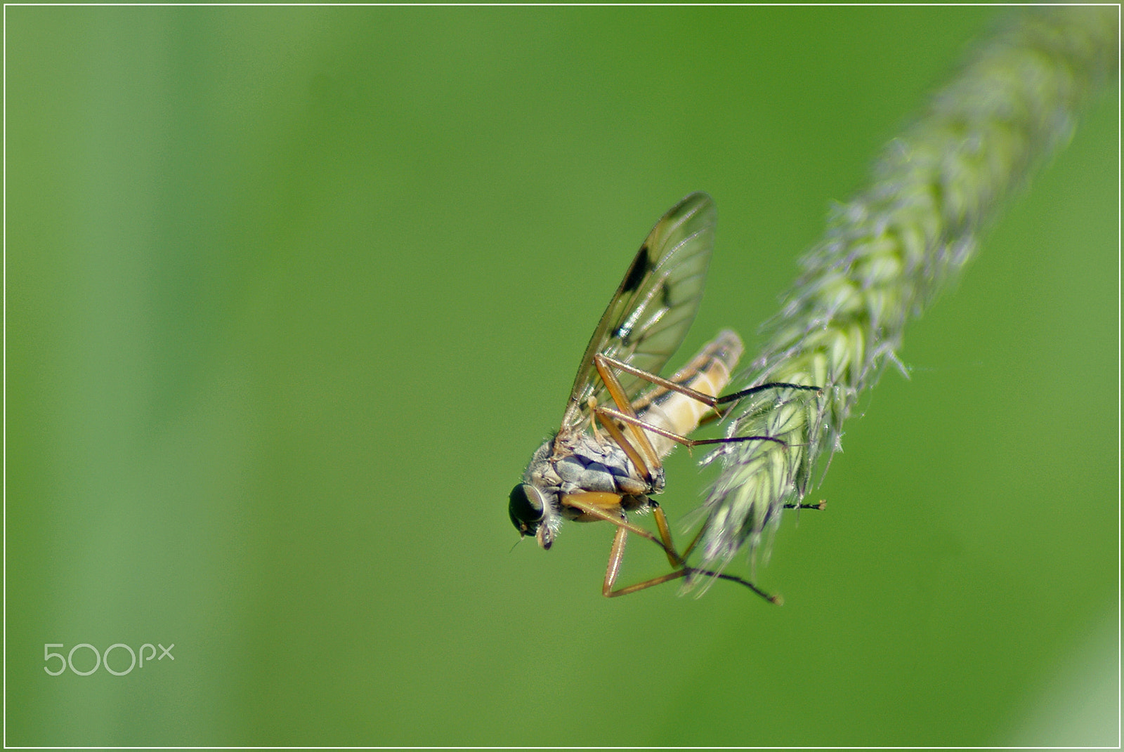 Pentax K200D sample photo. Macro photography