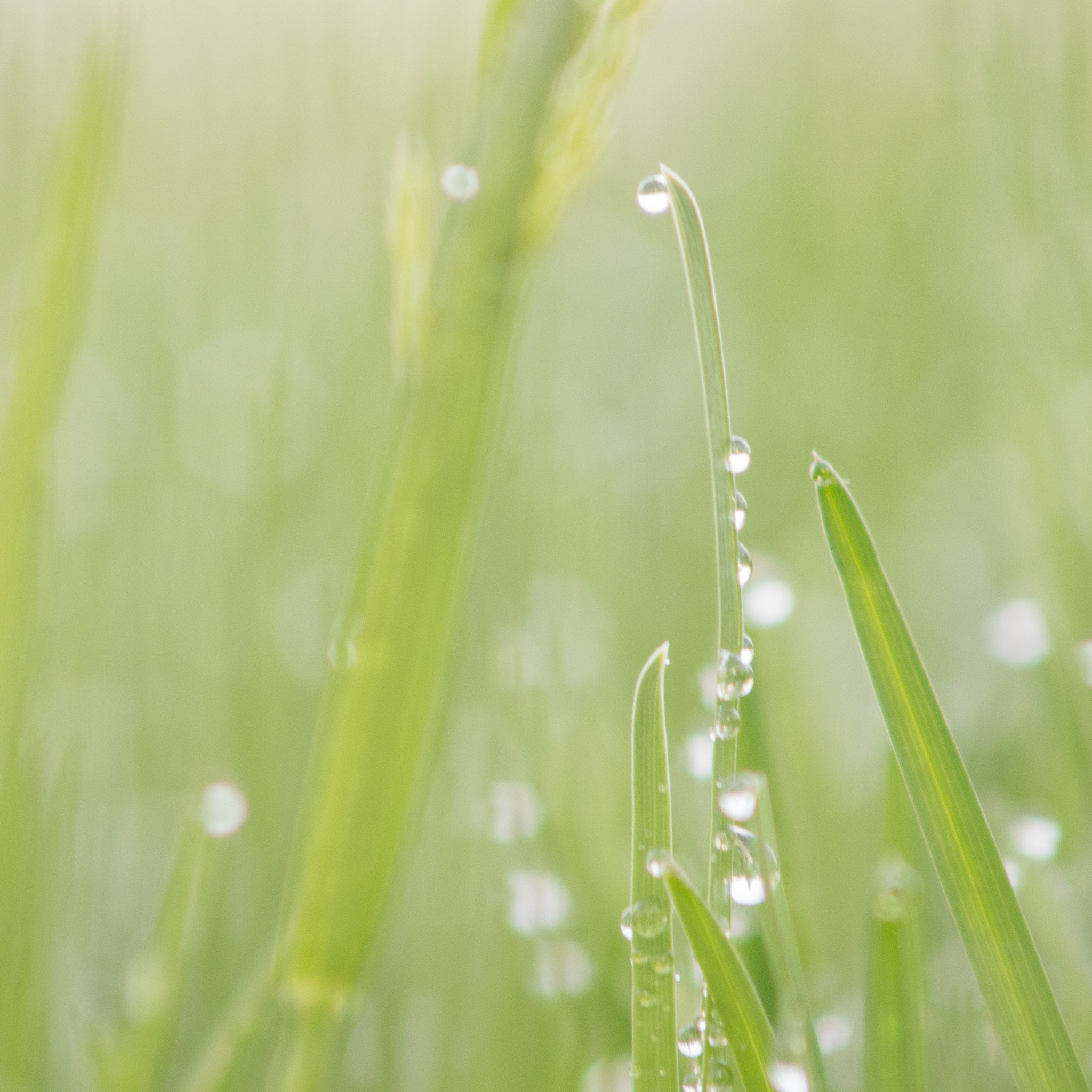 Sony SLT-A55 (SLT-A55V) + Minolta AF 70-210mm F4 Macro sample photo. Morning dew photography