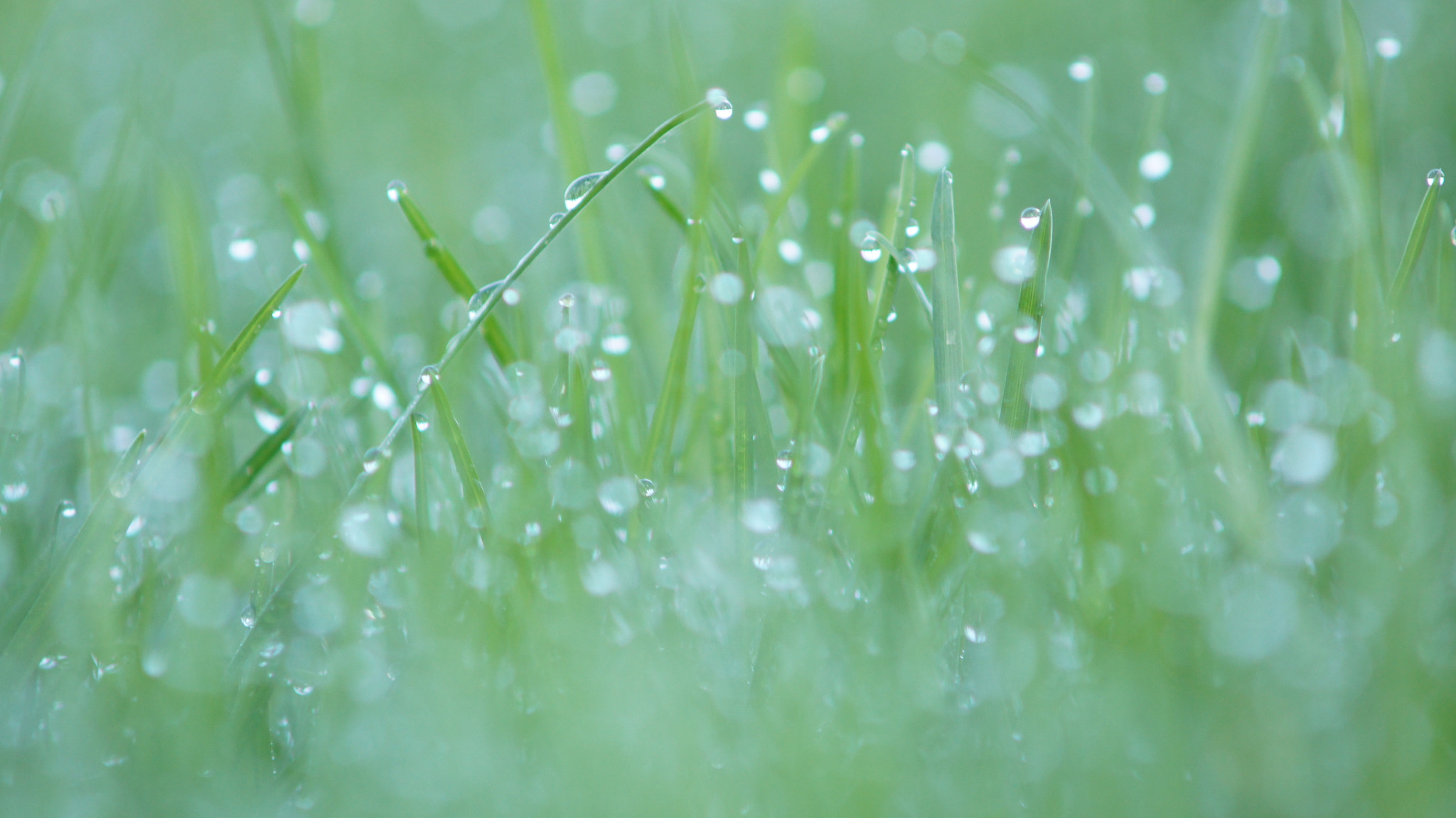 Sony SLT-A55 (SLT-A55V) + Minolta AF 70-210mm F4 Macro sample photo. Morning dew photography