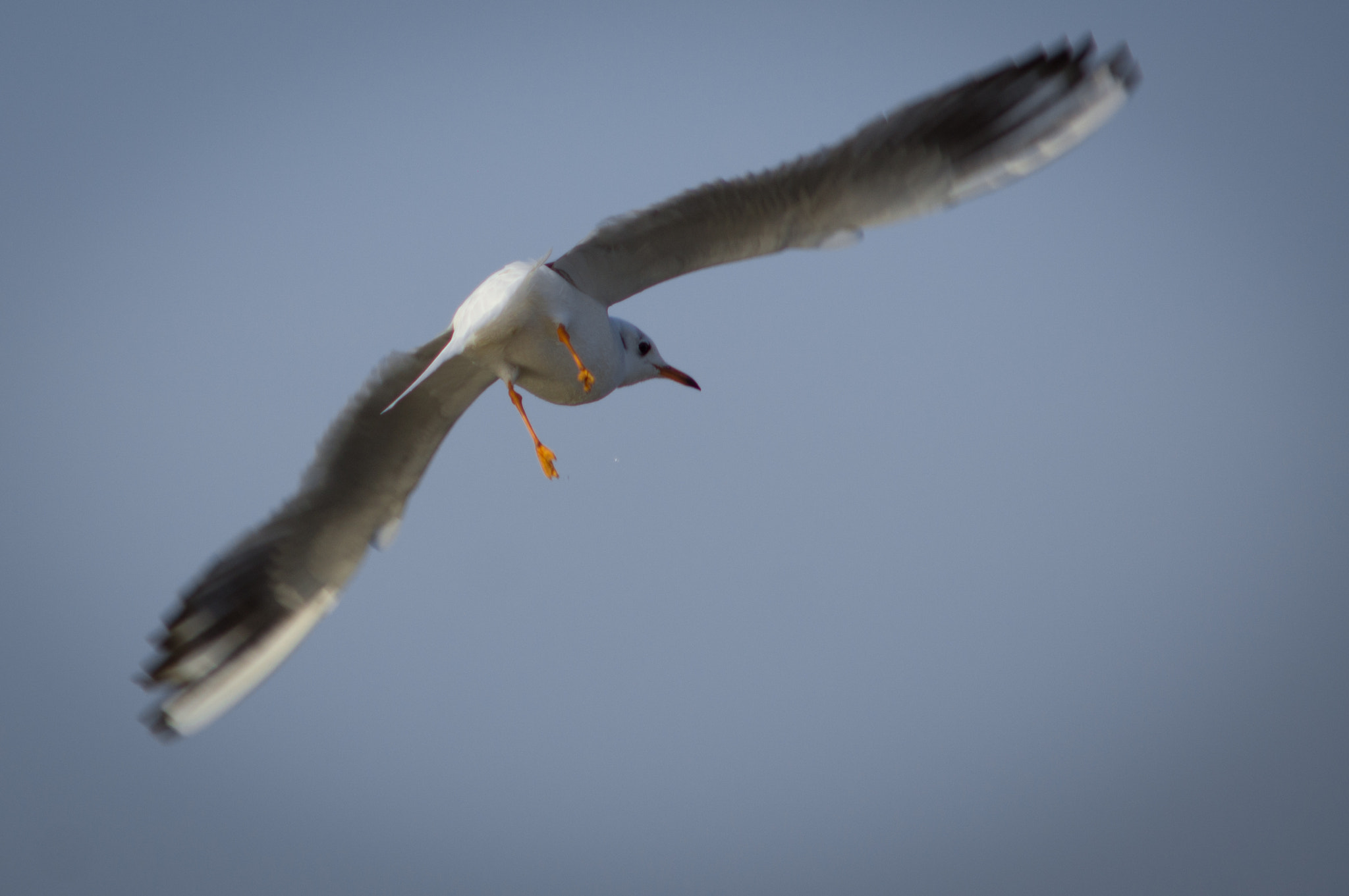 Sony SLT-A55 (SLT-A55V) + Minolta AF 70-210mm F4 Macro sample photo. Seagull in anapa photography