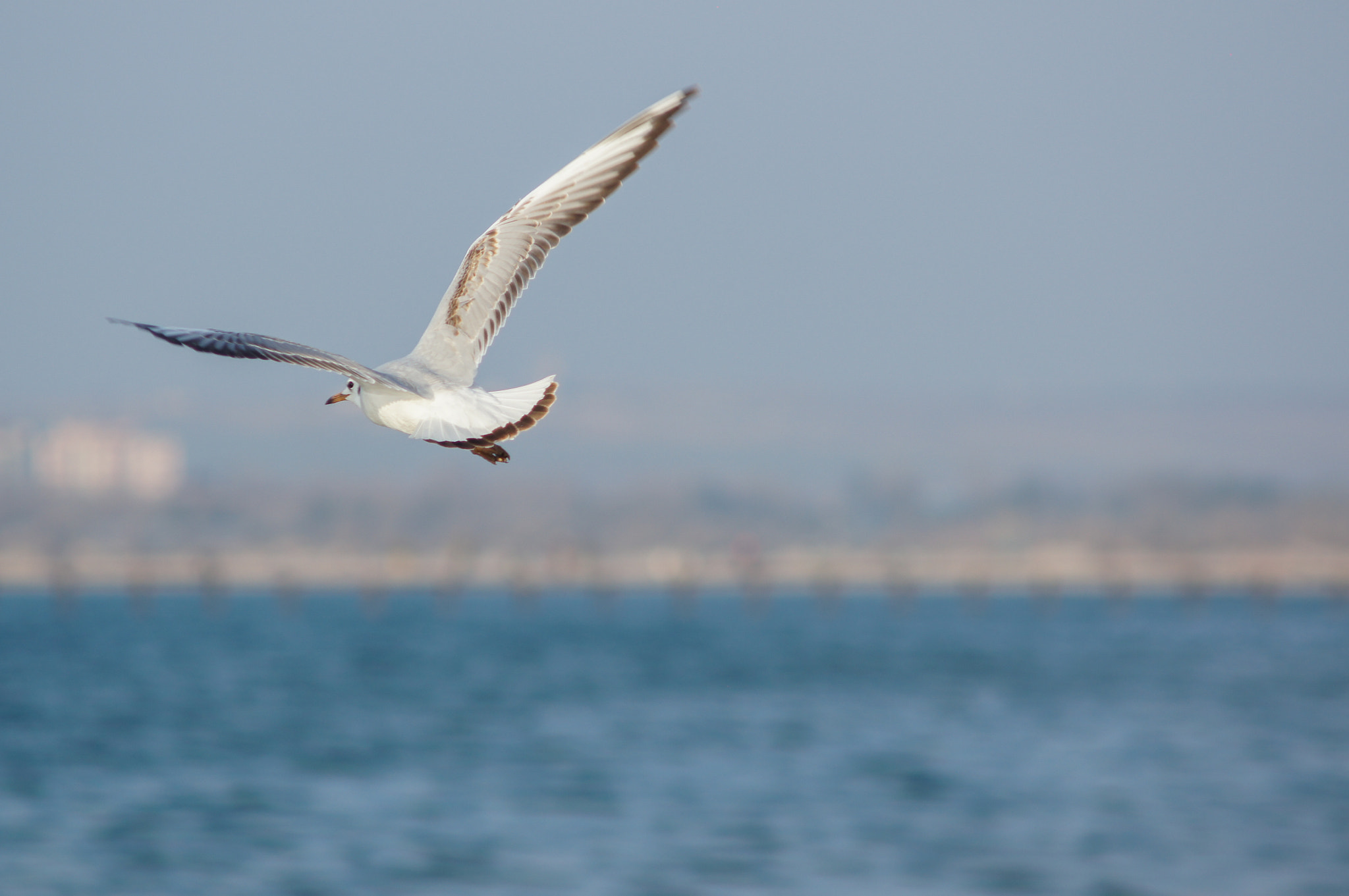 Sony SLT-A55 (SLT-A55V) + Minolta AF 70-210mm F4 Macro sample photo. Seagull in anapa photography