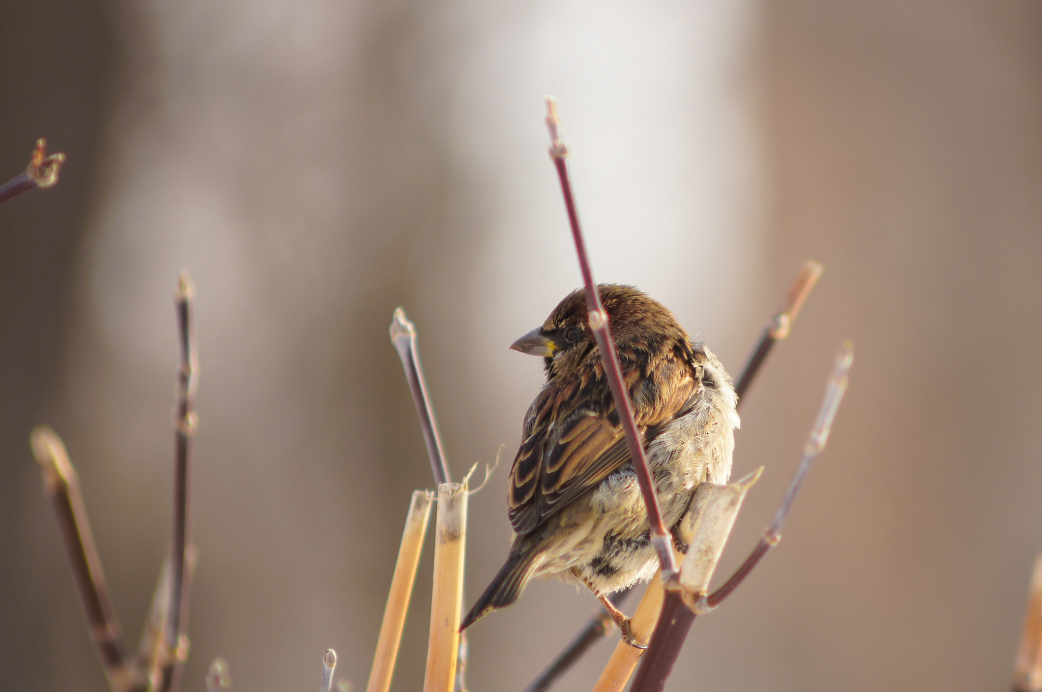 Sony SLT-A55 (SLT-A55V) + Minolta AF 70-210mm F4 Macro sample photo. Little sparrow photography