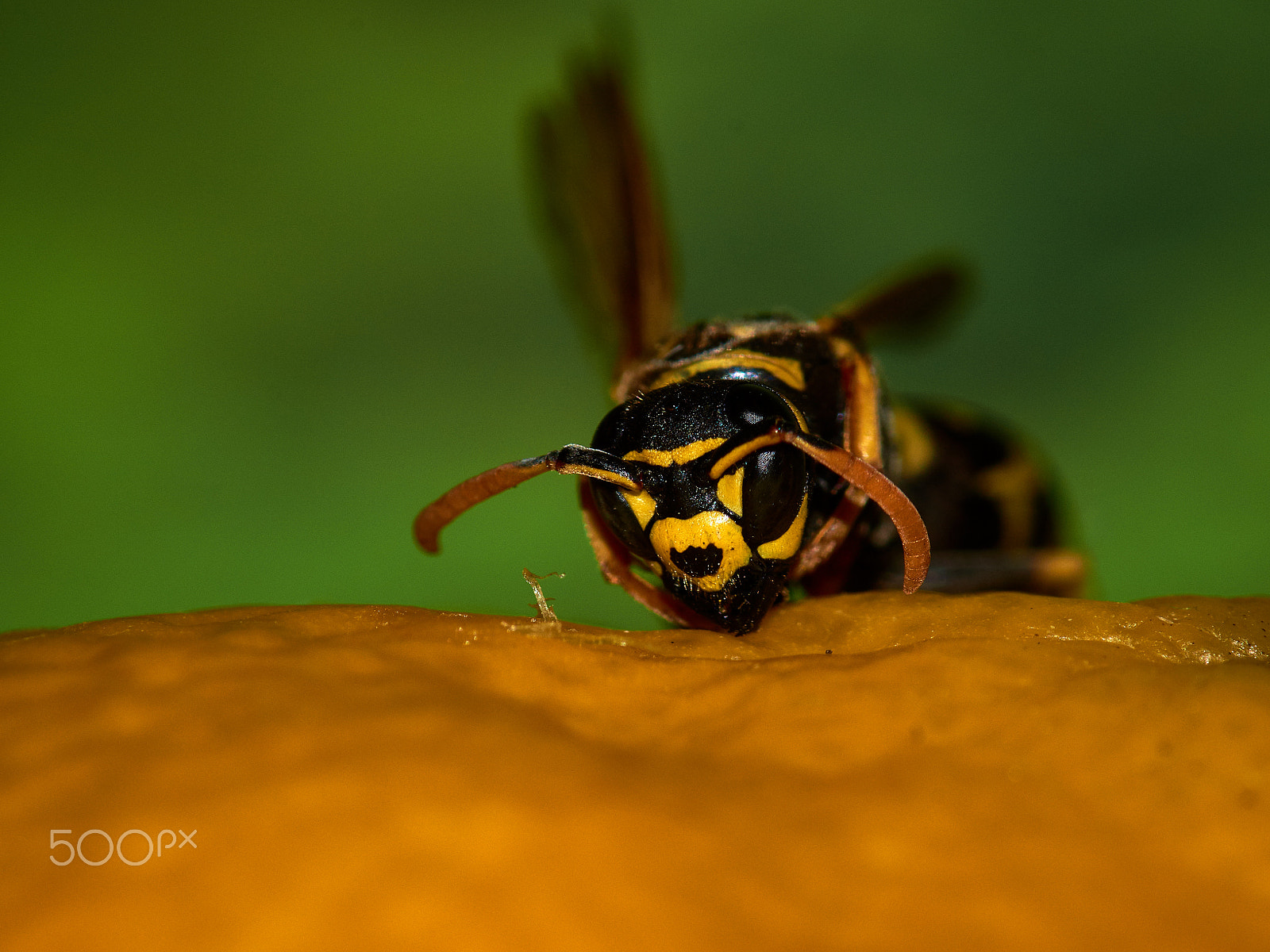 Sony SLT-A58 + Minolta AF 100mm F2.8 Macro [New] sample photo. Wasp trying some lemon photography