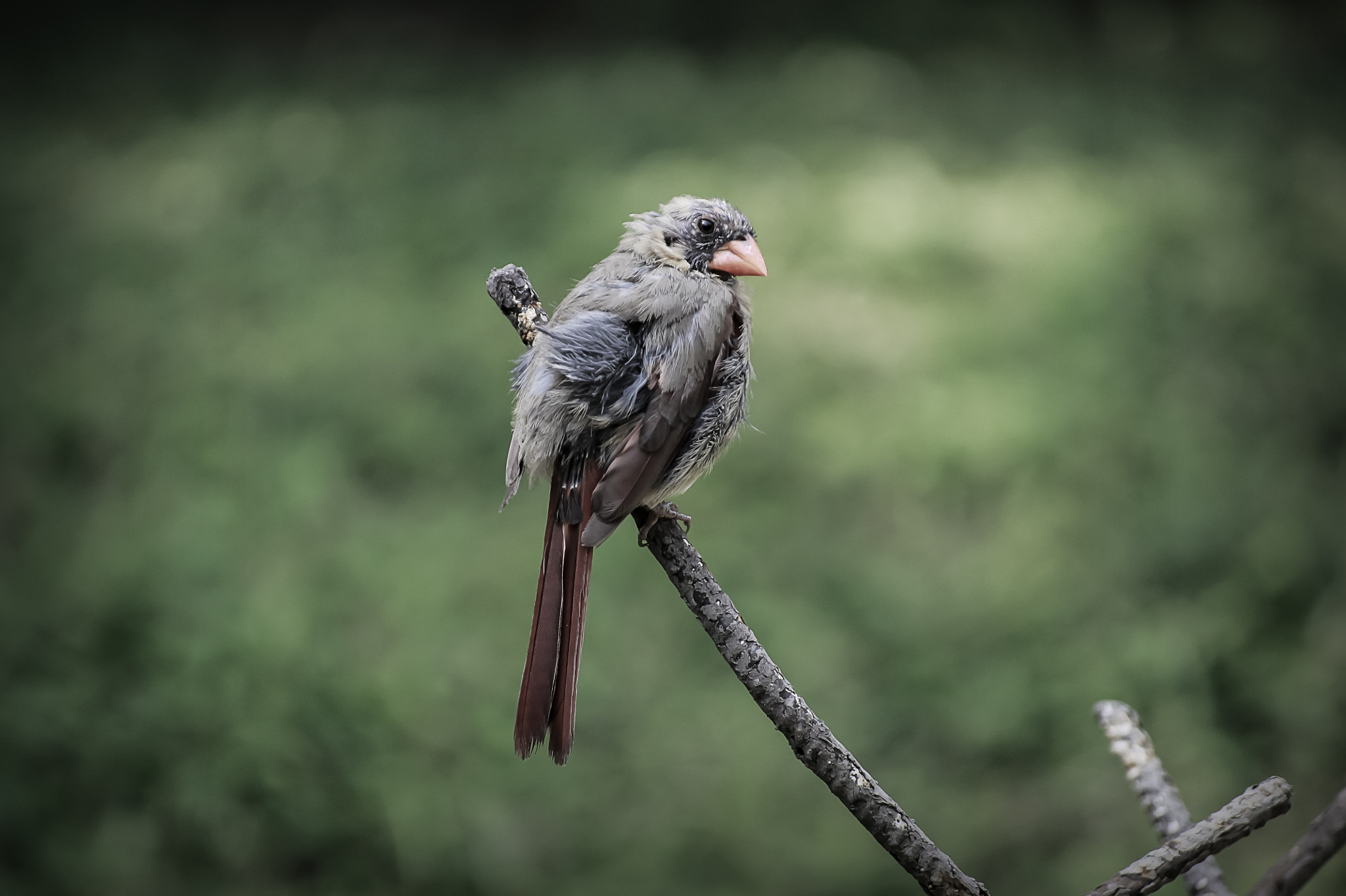 Sigma 50-200mm F4-5.6 DC OS HSM sample photo. Sparrow photography