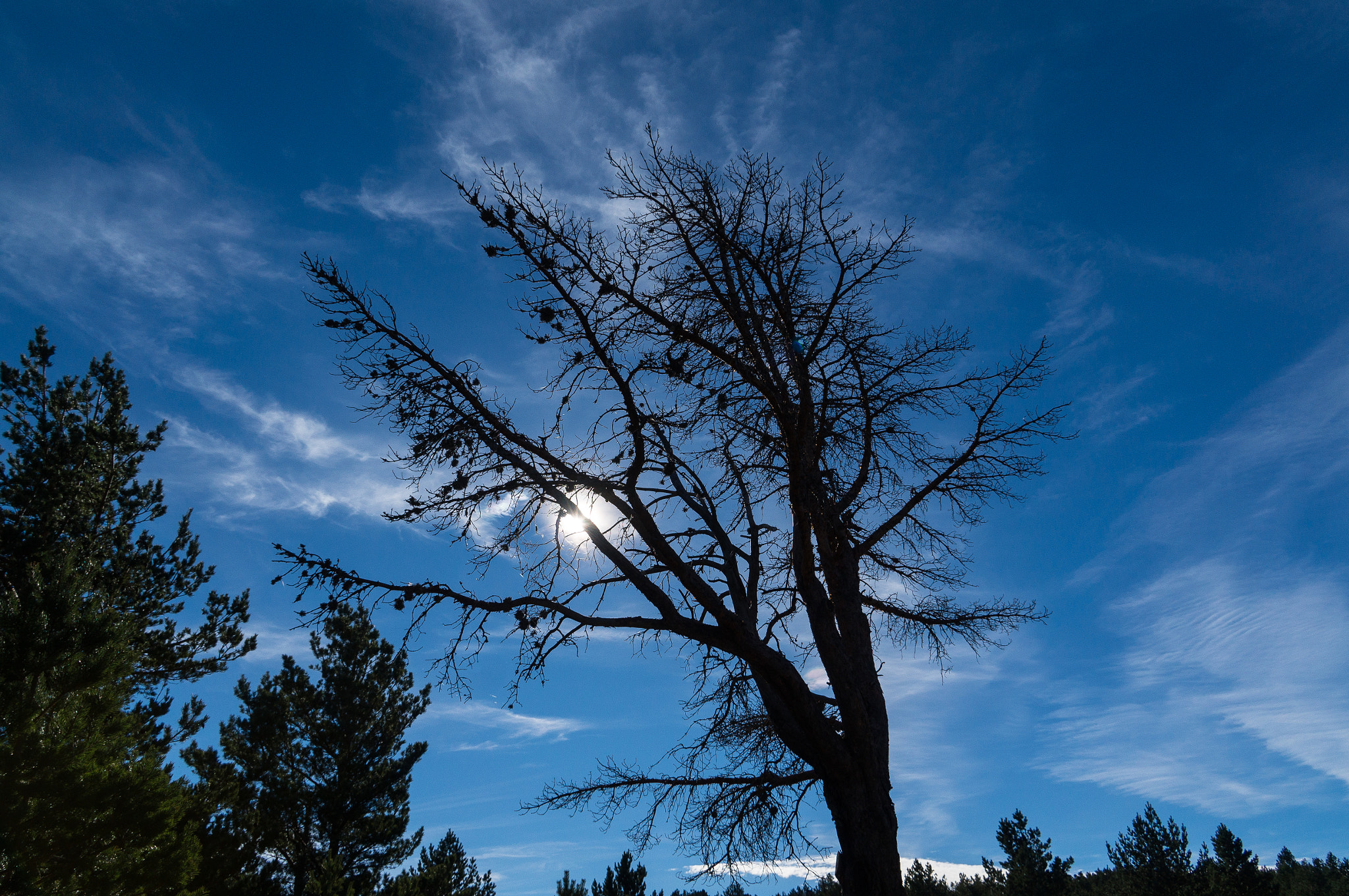 Sony E 18-200mm F3.5-6.3 OSS sample photo. Tree on blue photography