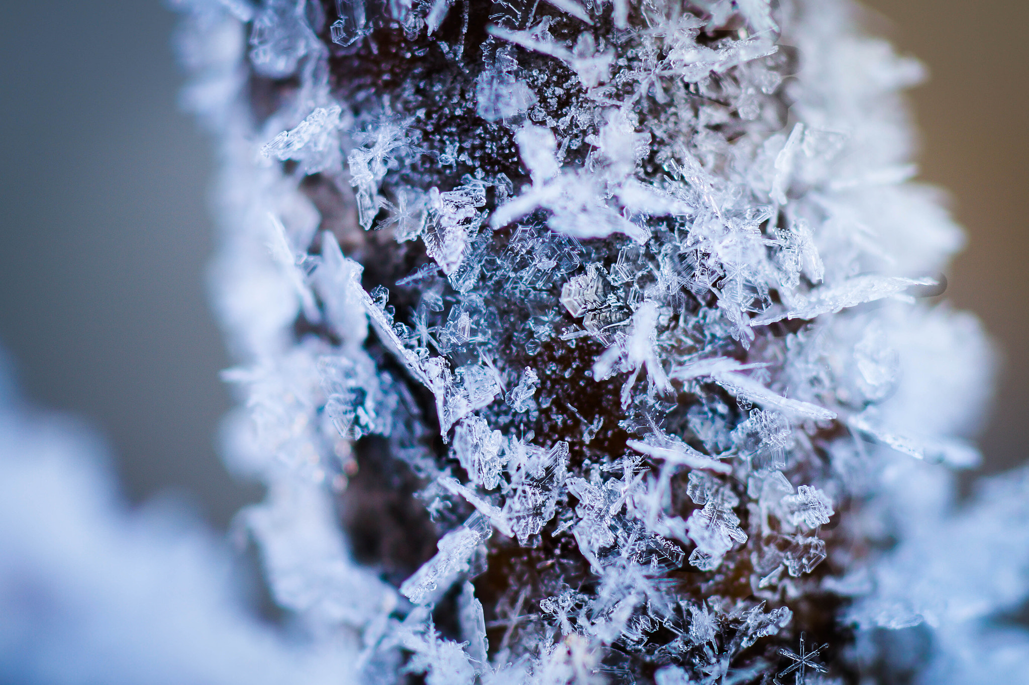 Sony SLT-A58 + Tamron SP AF 90mm F2.8 Di Macro sample photo. Beautiful winter photography