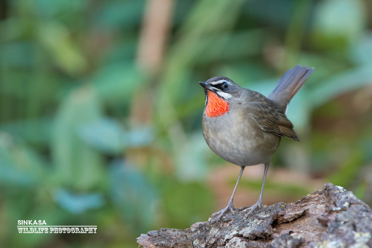 Nikon AF-S Nikkor 400mm F2.8G ED VR II sample photo. Siberian rubythroat photography