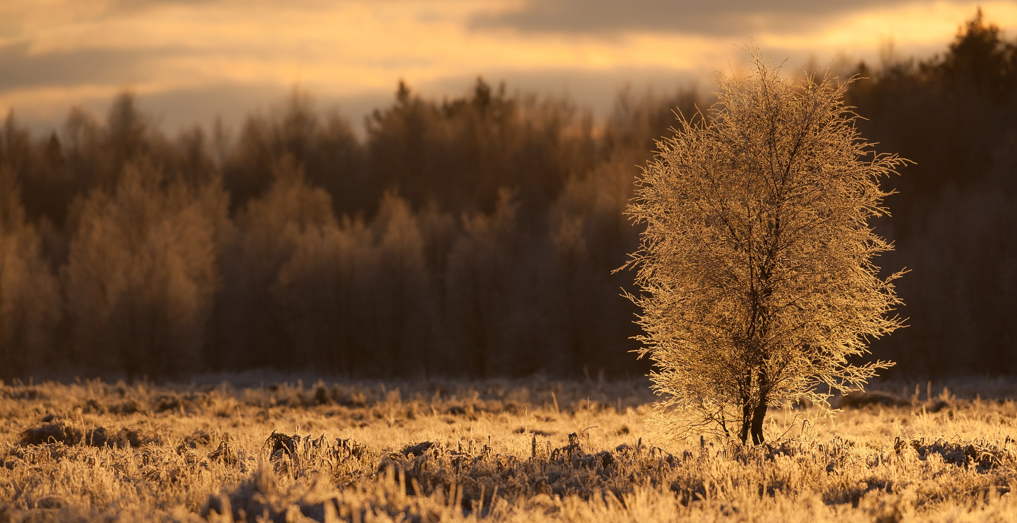 Nikon AF-S Nikkor 300mm F2.8G ED VR II sample photo. Kuldselt karge photography