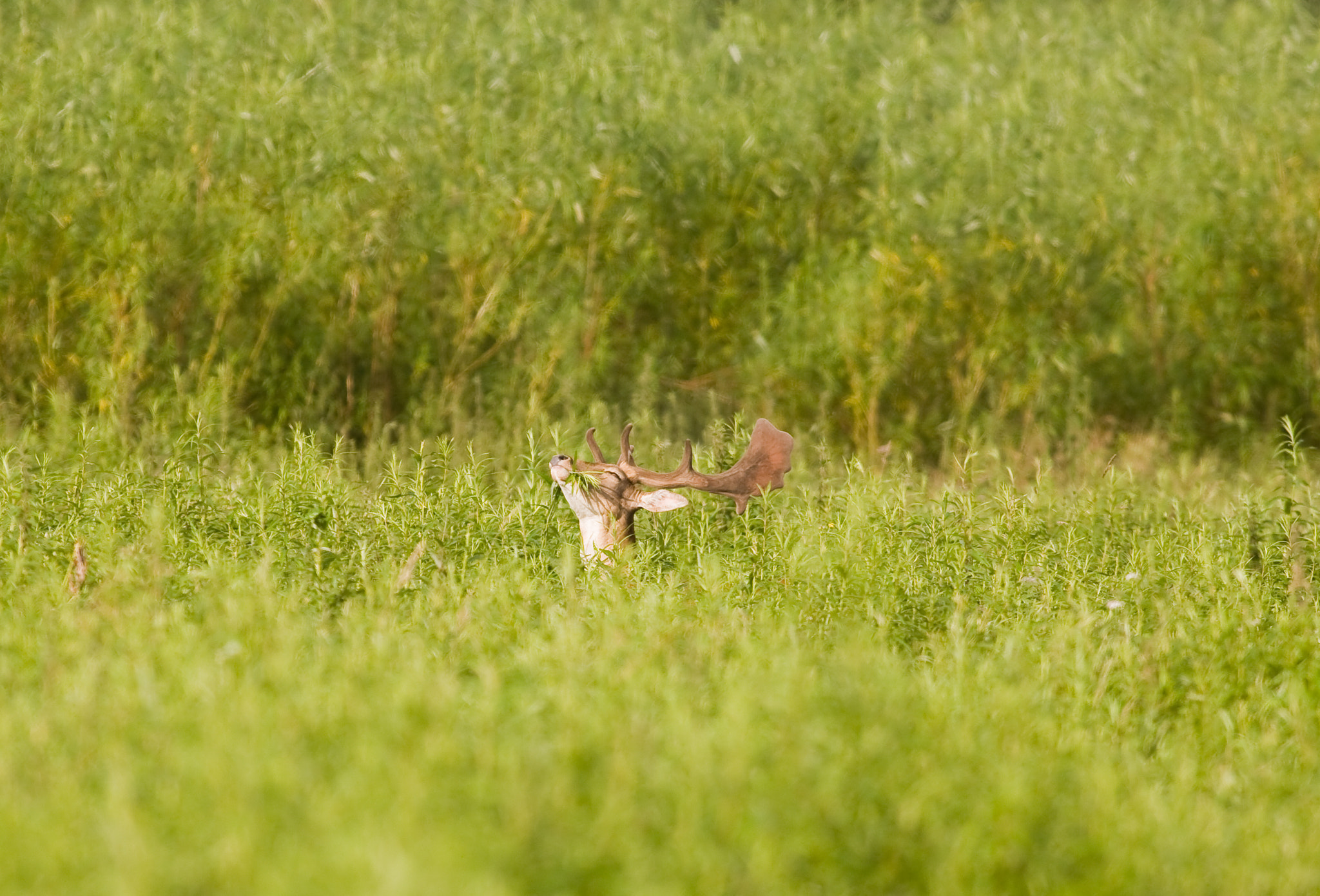 Canon EOS 5D + EF300mm f/2.8L USM +2.0x sample photo. Fallow 4 photography