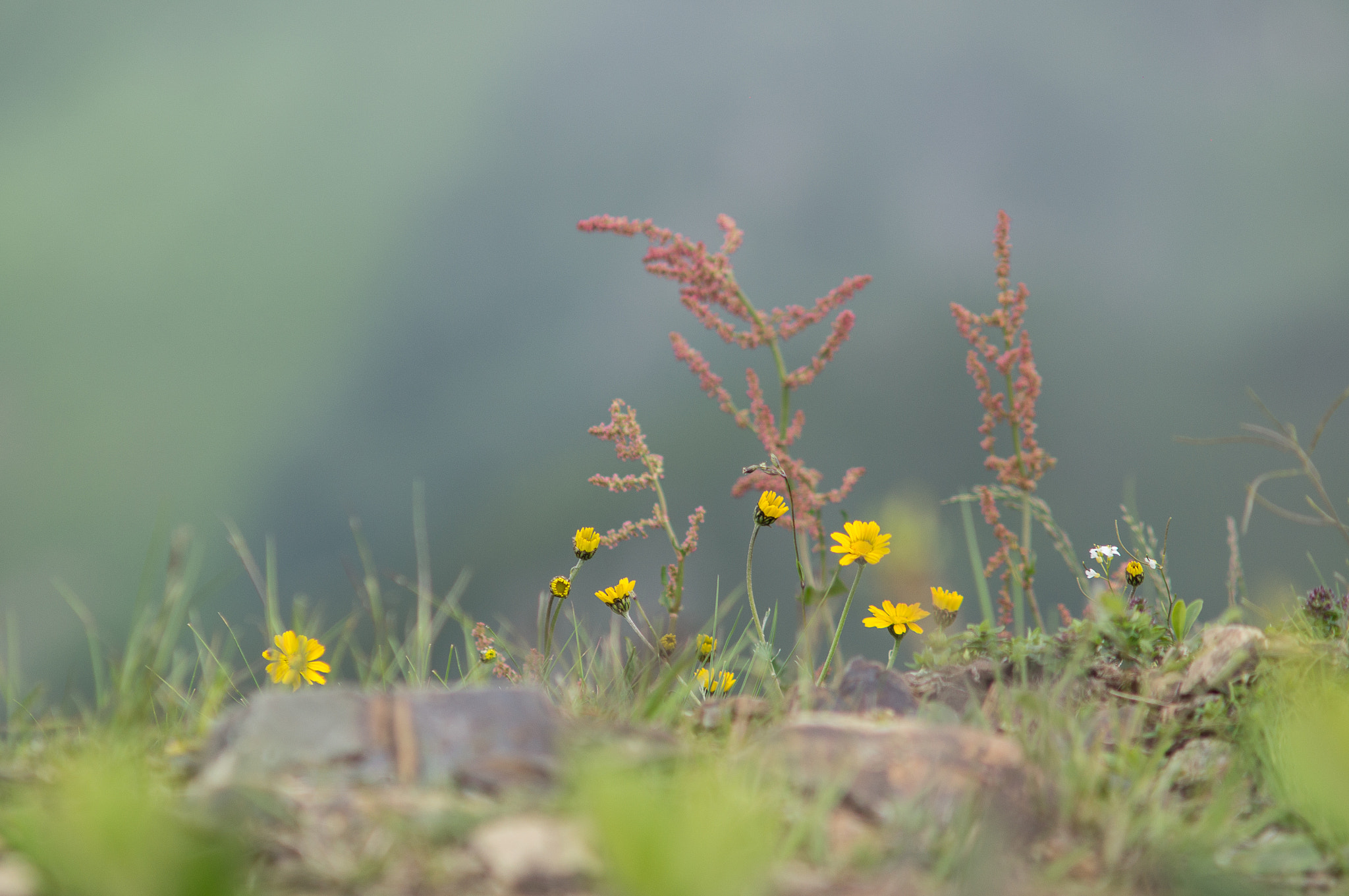 Sony SLT-A55 (SLT-A55V) + Minolta AF 70-210mm F4 Macro sample photo. Wildflowers photography