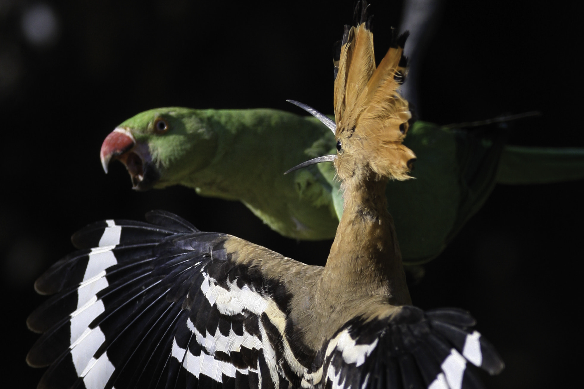 Canon EOS-1D Mark III + Canon EF 600mm f/4L IS sample photo. Hoopoe vs parrot photography