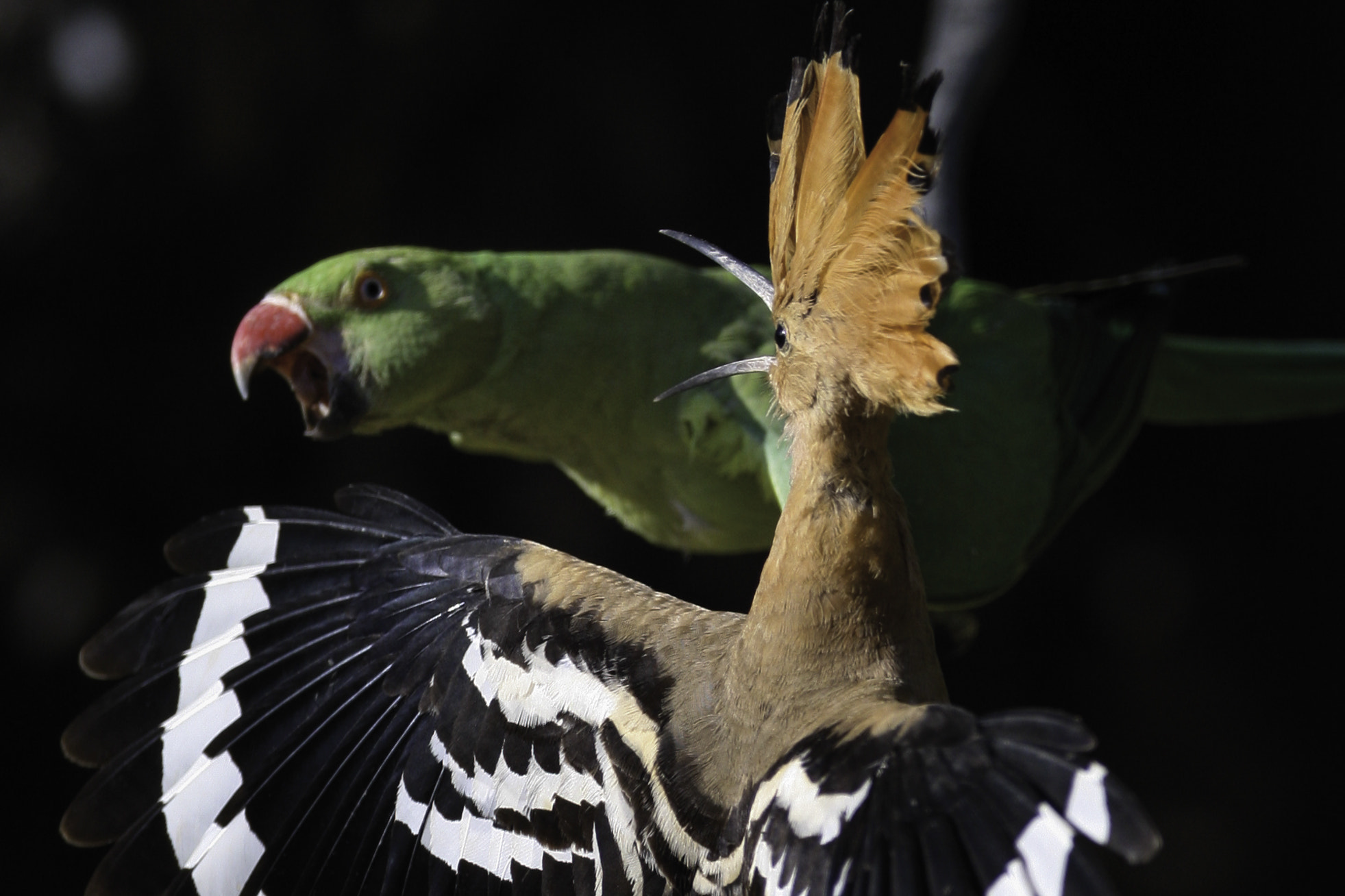 Canon EF 600mm f/4L IS sample photo. Hoopoe vs parrot photography