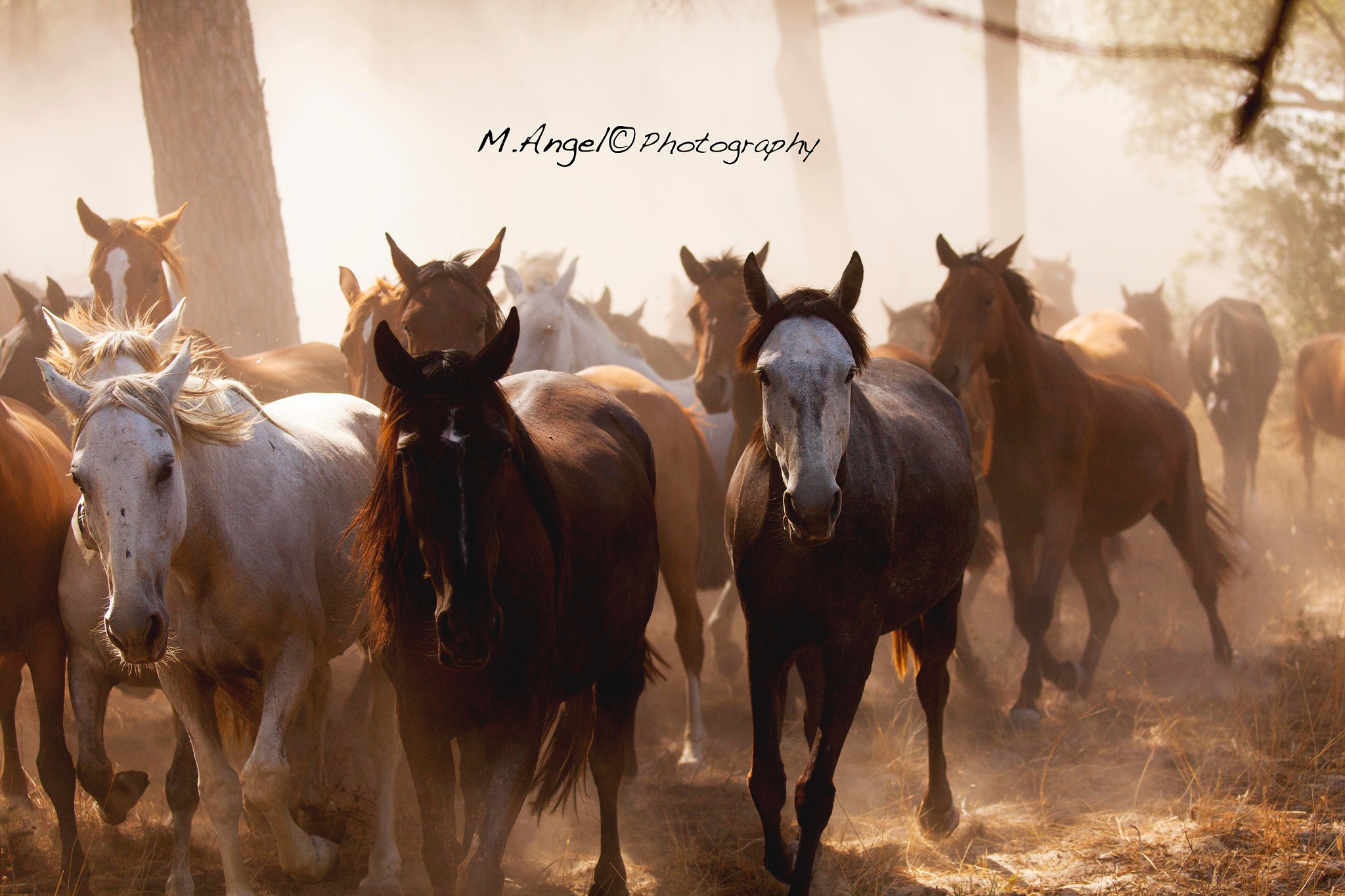 Canon EF 100-400mm F4.5-5.6L IS II USM sample photo. Saca de yeguas photography