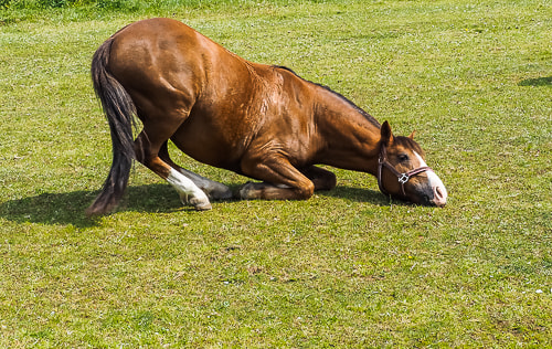 Olympus OM-D E-M10 + Olympus M.Zuiko Digital ED 40-150mm F2.8 Pro sample photo. Playing horse 1 photography