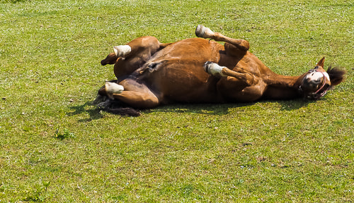 Olympus OM-D E-M10 + Olympus M.Zuiko Digital ED 40-150mm F2.8 Pro sample photo. Playing horse 2 photography