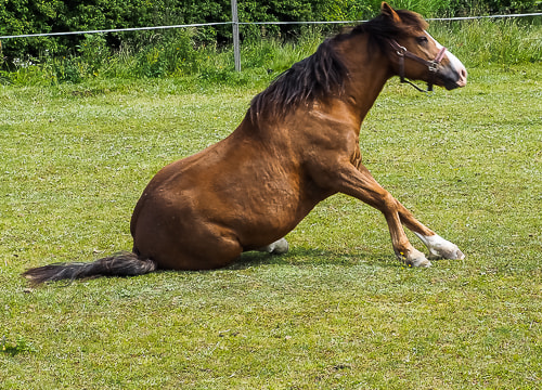 Olympus OM-D E-M10 + Olympus M.Zuiko Digital ED 40-150mm F2.8 Pro sample photo. Playing horse 4 photography
