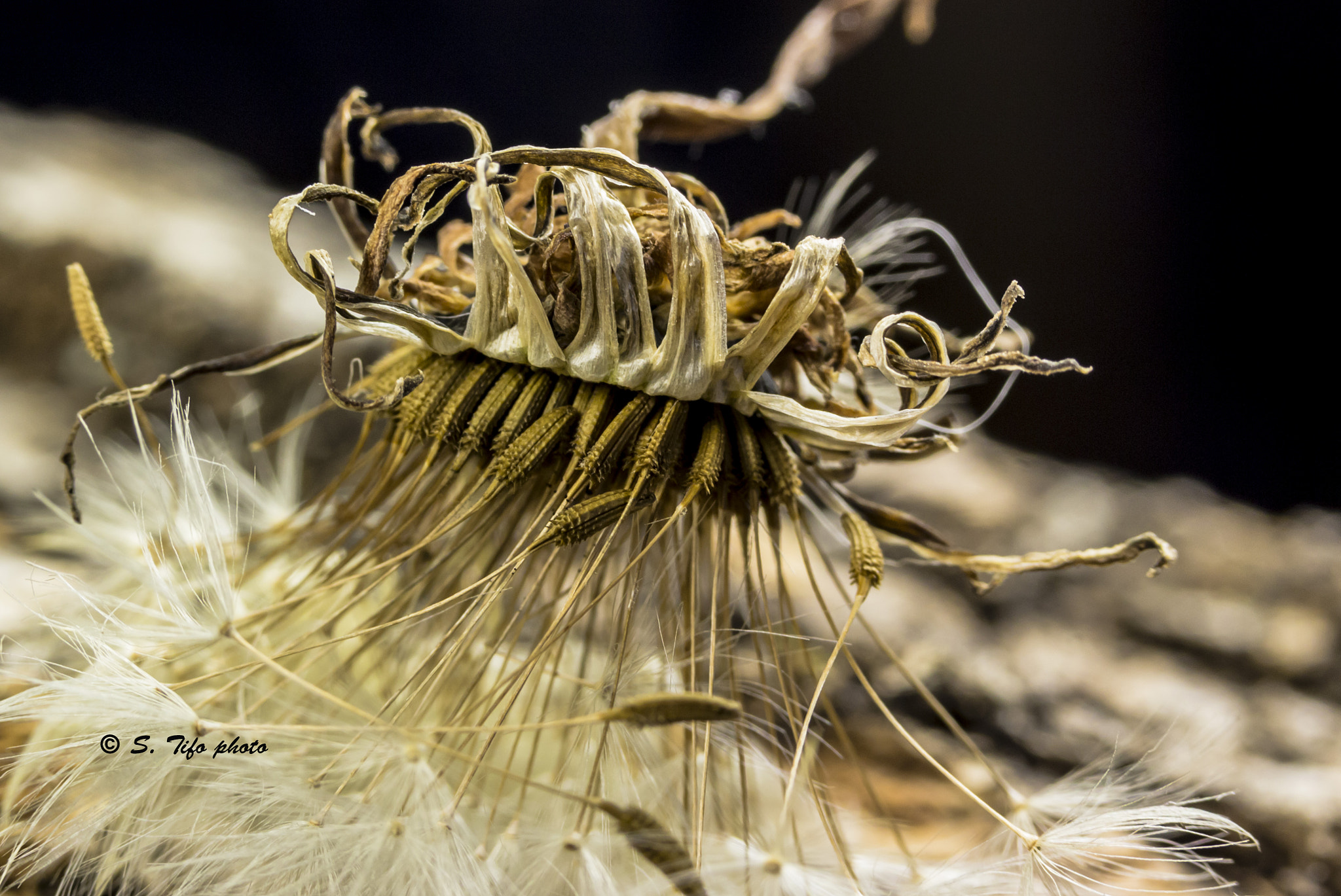 Canon EF-S 60mm F2.8 Macro USM sample photo. God save the queen ... photography