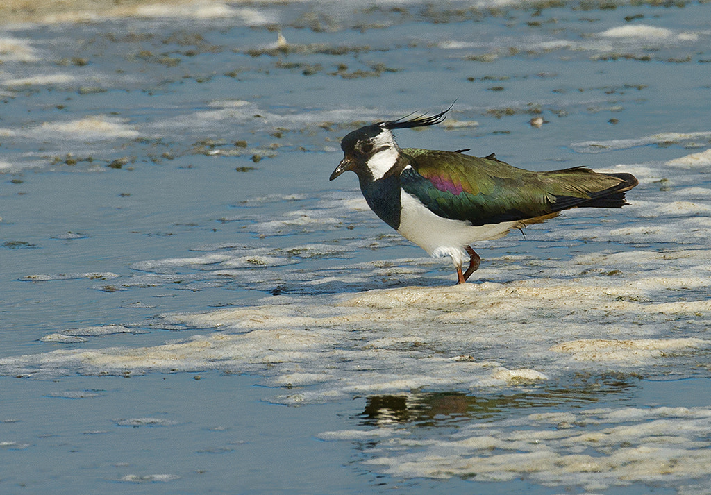 Nikon AF-S Nikkor 600mm F4D ED-IF II sample photo. Lapwing (vanellus vanellus) photography