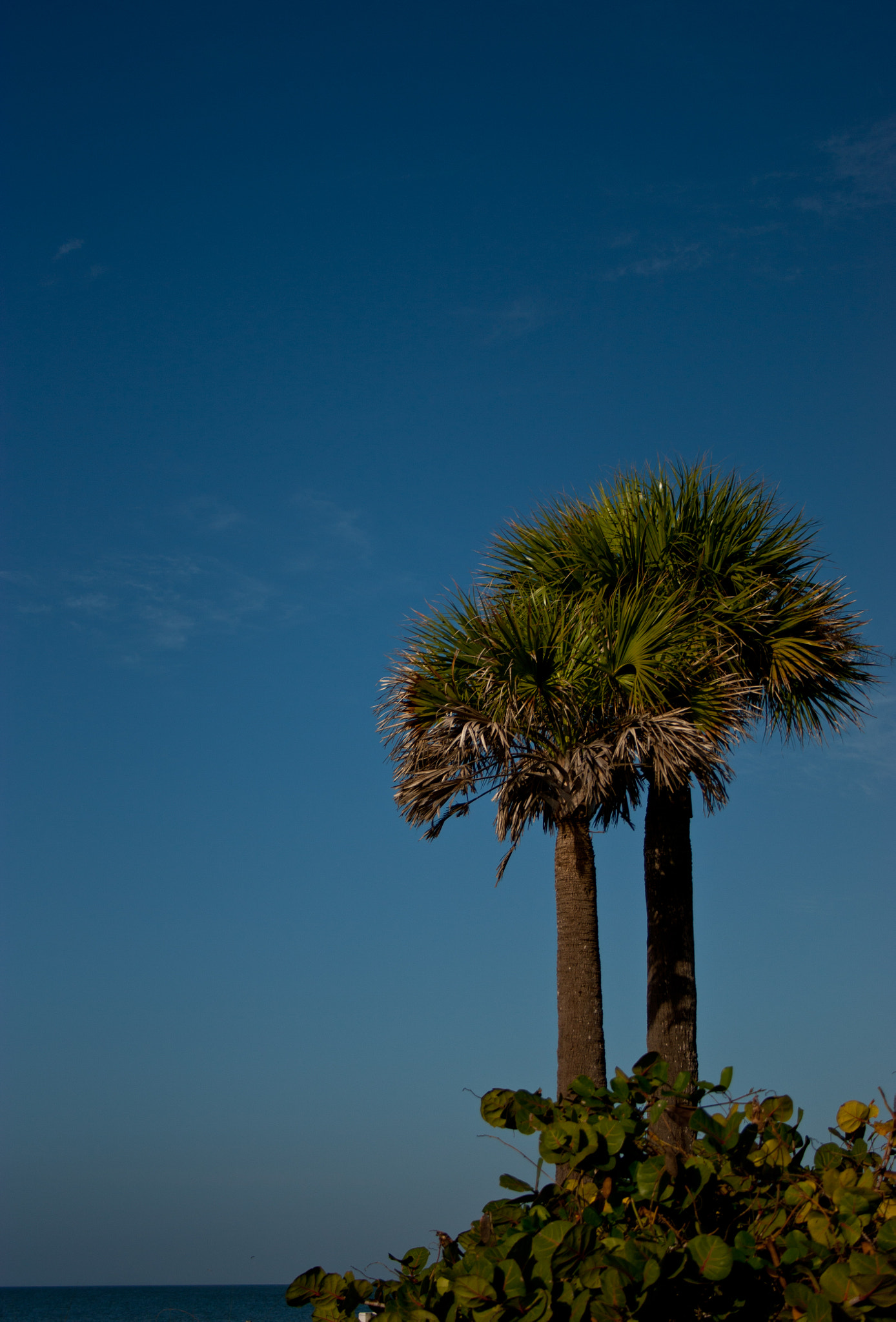 Canon EF-S 18-55mm F3.5-5.6 sample photo. Palms photography