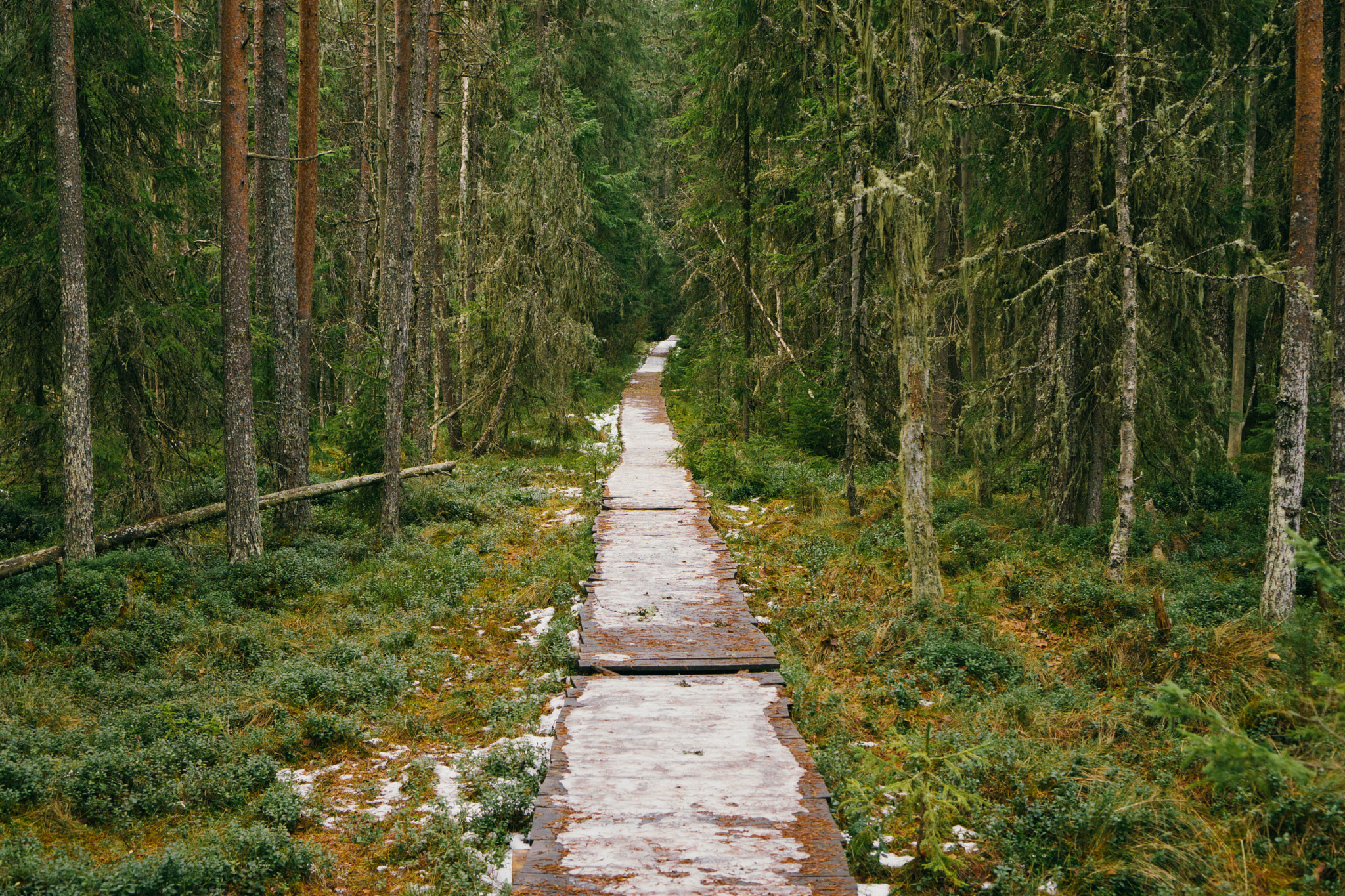 Sony a5100 + Sony E 35mm F1.8 OSS sample photo. Forest swamp bridge photography