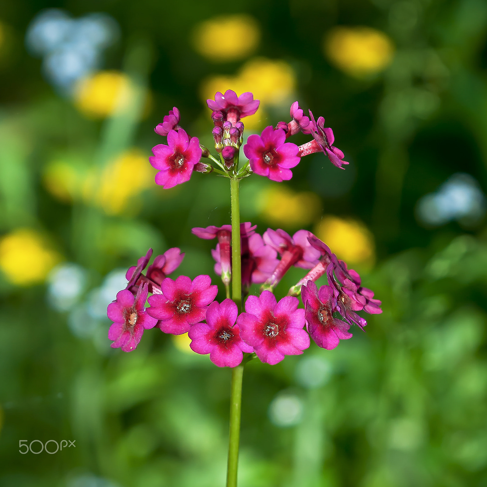 Nikon D300S + Nikon AF Micro-Nikkor 200mm F4D ED-IF sample photo. Color contrast photography