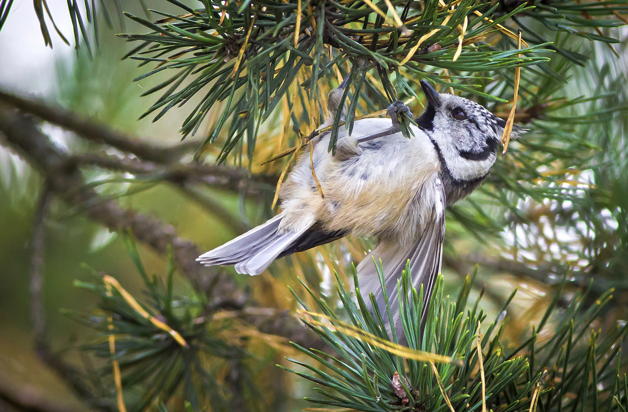 Canon EOS 1100D (EOS Rebel T3 / EOS Kiss X50) + Canon EF 300mm F4L IS USM sample photo. Crested tit acrobat... photography