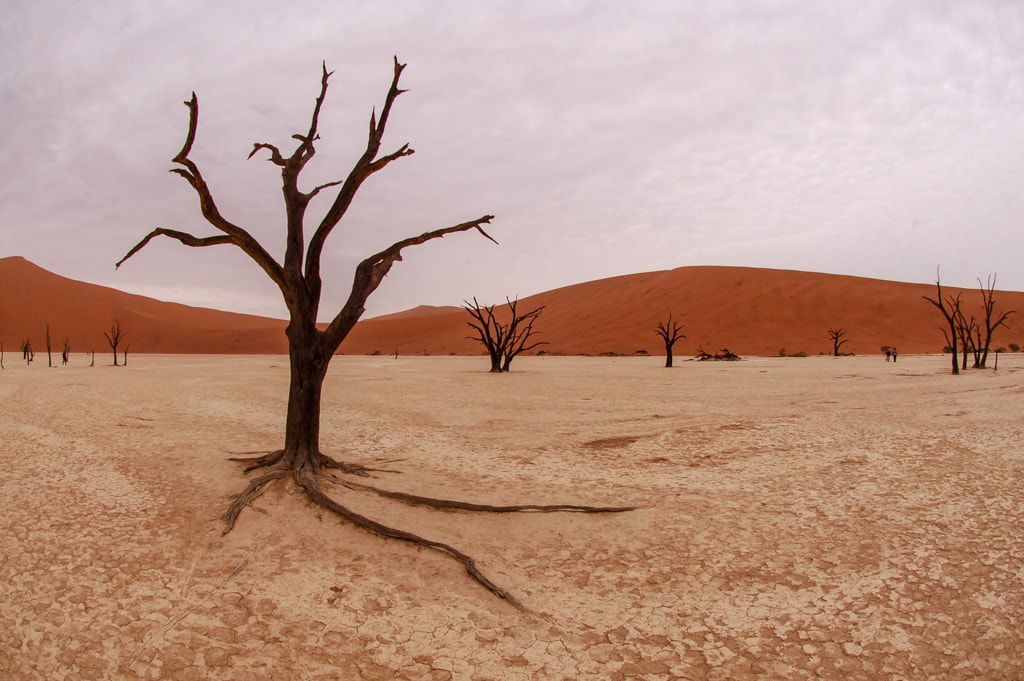 Nikon AF DX Fisheye-Nikkor 10.5mm F2.8G ED sample photo. No sun in deadvlei photography