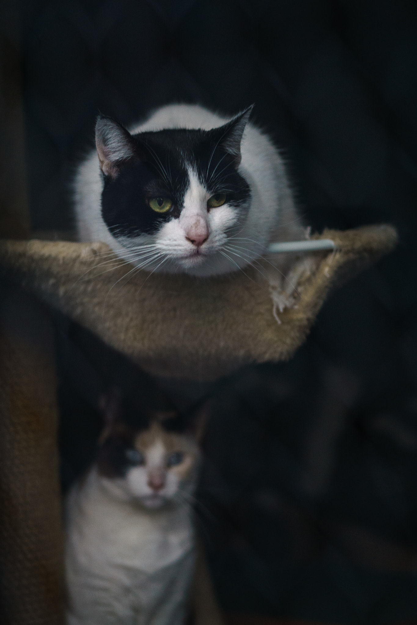 Sony ILCA-77M2 + Sony 50mm F2.8 Macro sample photo. Shadow cat photography