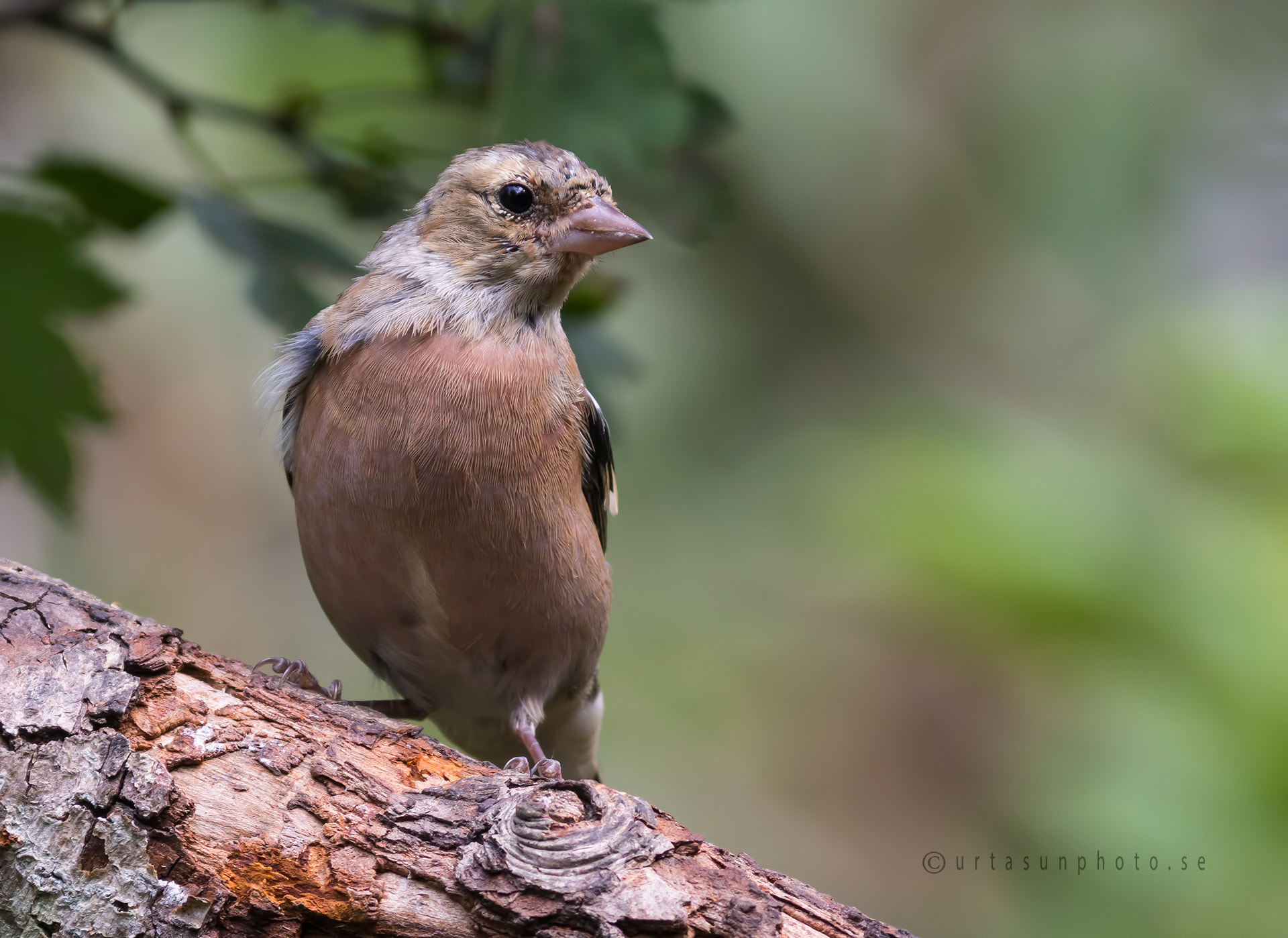Olympus Zuiko Digital ED 40-150mm F4.0-5.6 sample photo. Juv. fringilla photography
