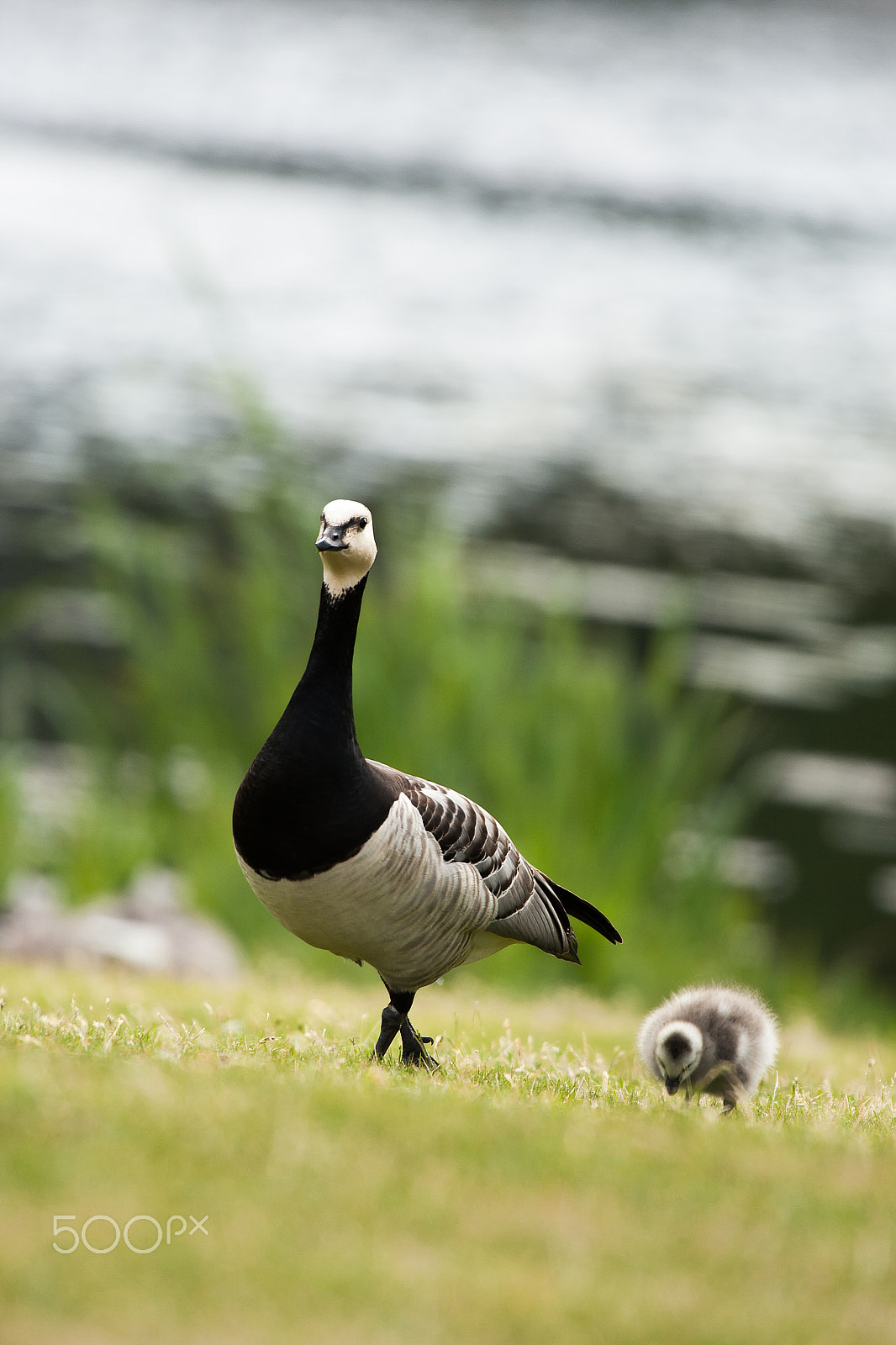 Canon EF 100-400mm F4.5-5.6L IS USM sample photo. Mother and child photography