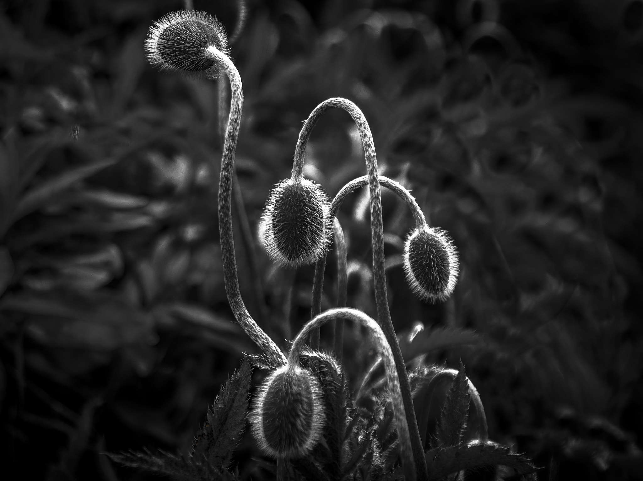 Tamron AF 28-75mm F2.8 XR Di LD Aspherical (IF) sample photo. Sadness photography