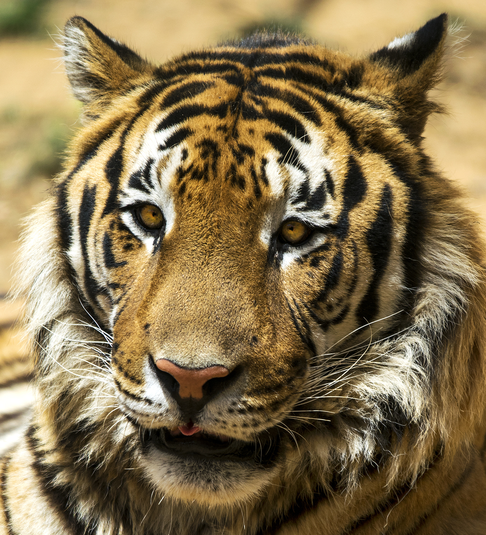 Sigma 70-200mm F2.8 EX DG OS HSM sample photo. Beast photography