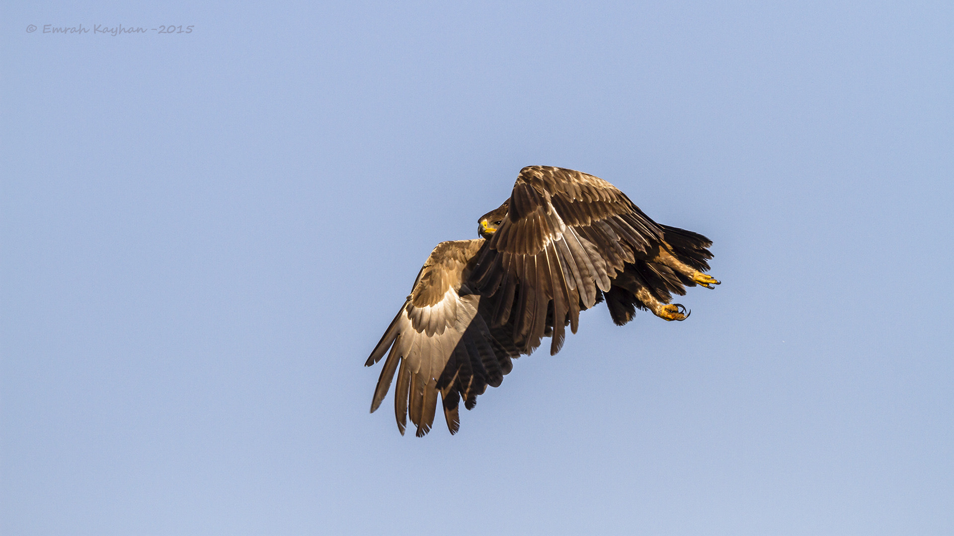 Canon EF 600mm F4L IS II USM sample photo. Corn bunting photography