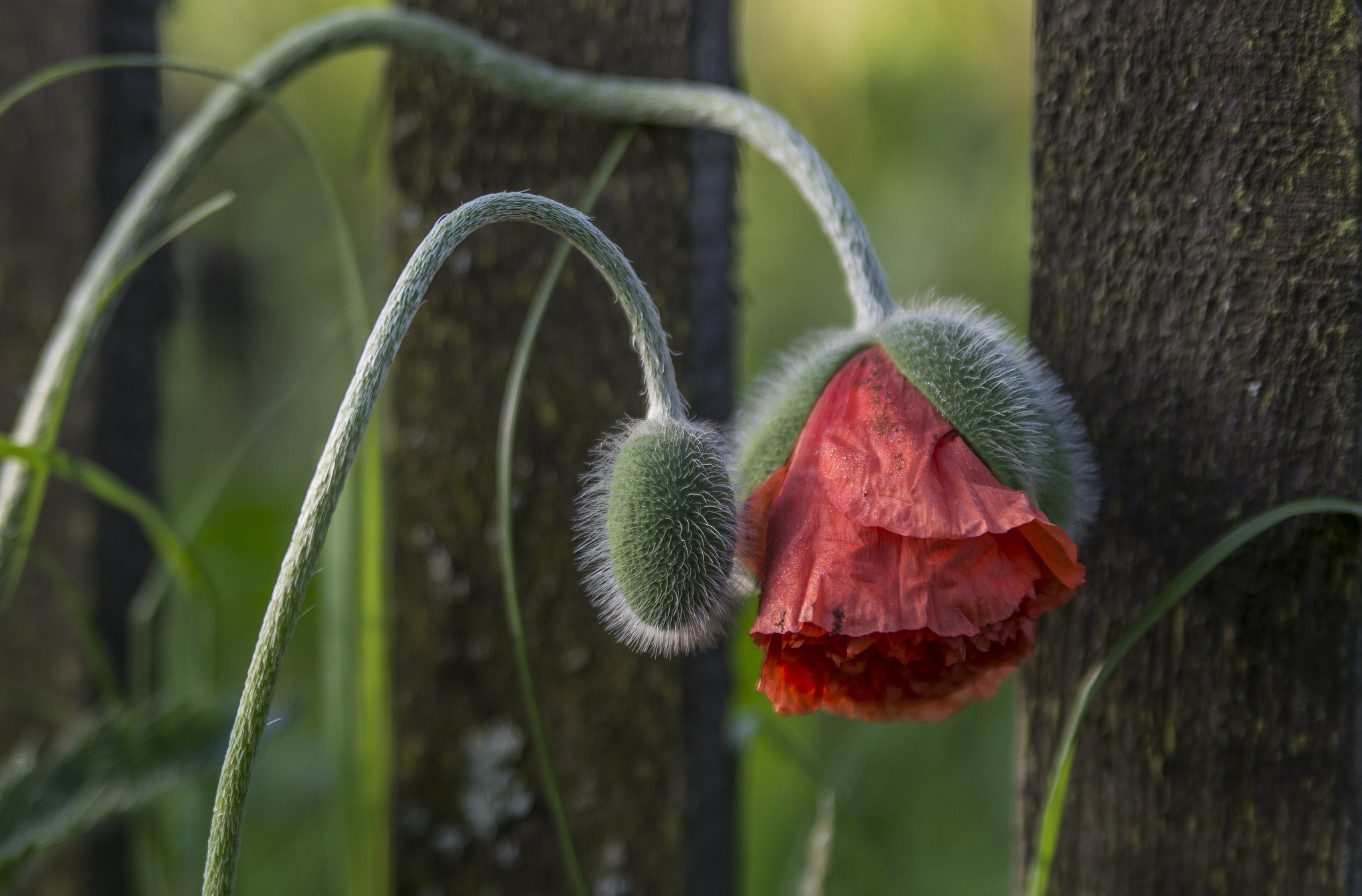 Tamron AF 28-75mm F2.8 XR Di LD Aspherical (IF) sample photo. Feelings photography