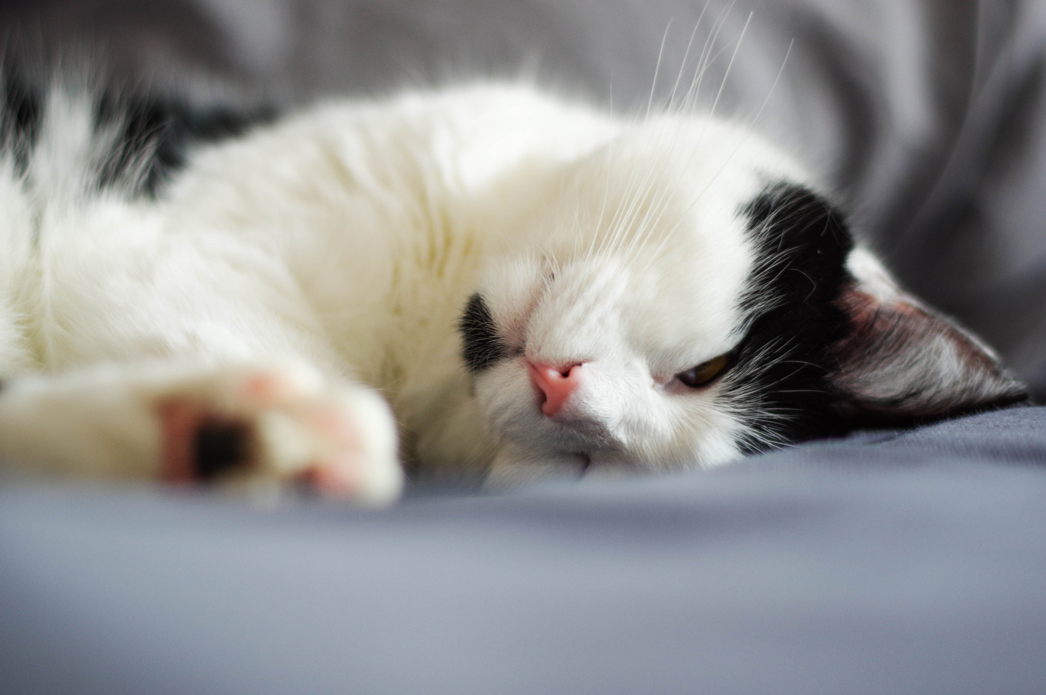 Pentax K-3 II + Pentax smc DA 50mm F1.8 sample photo. Cloe relaxing photography