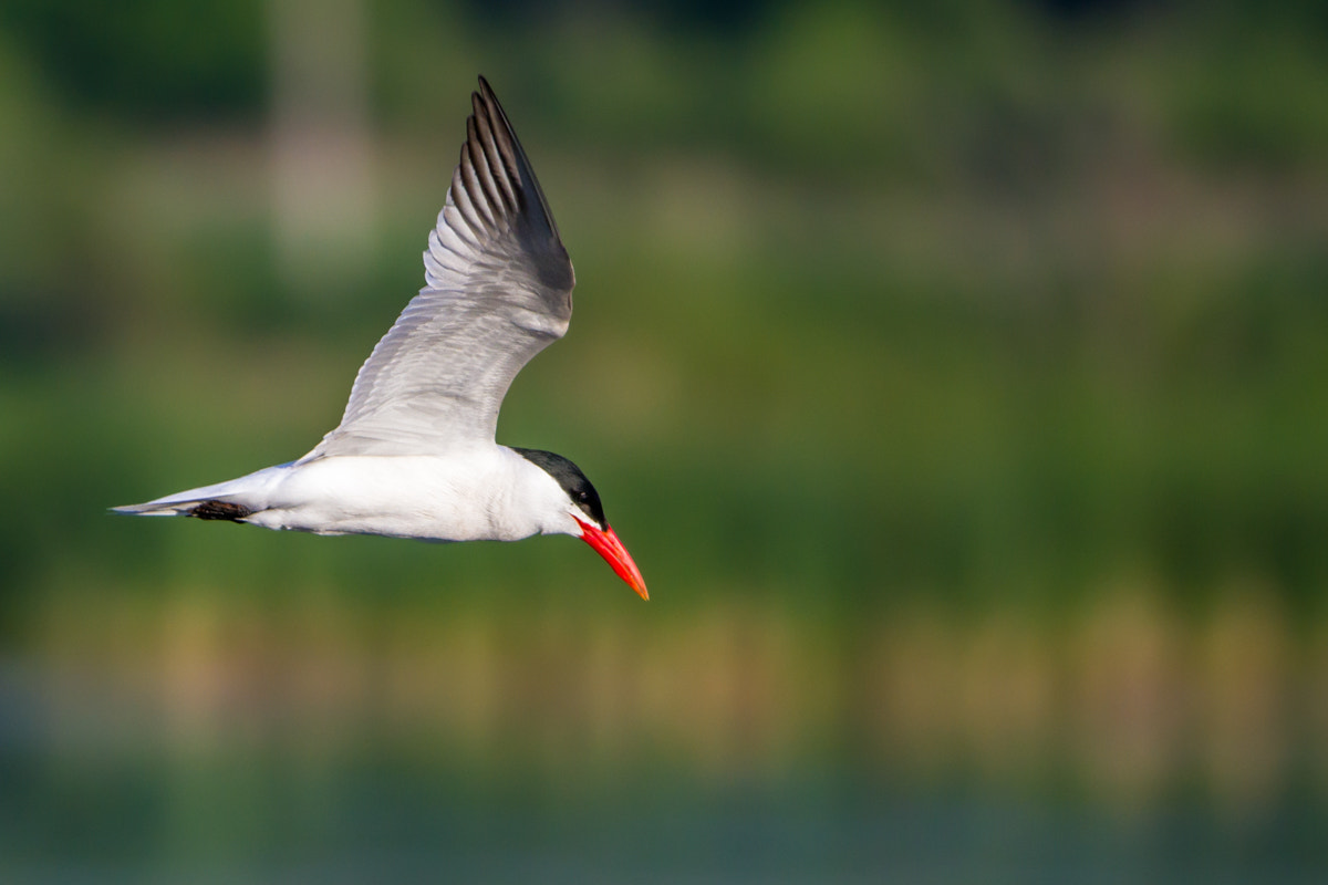 Canon EF 200-400mm F4L IS USM Extender 1.4x sample photo. Caspian tern photography