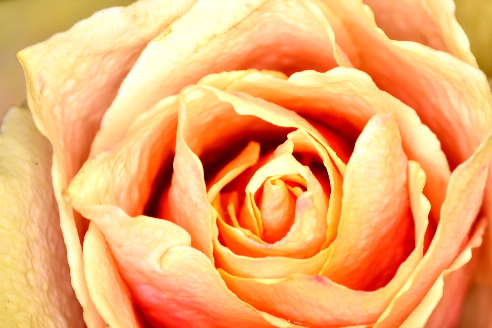 Nikon D7200 + Sigma 105mm F2.8 EX DG Macro sample photo. Rose photography