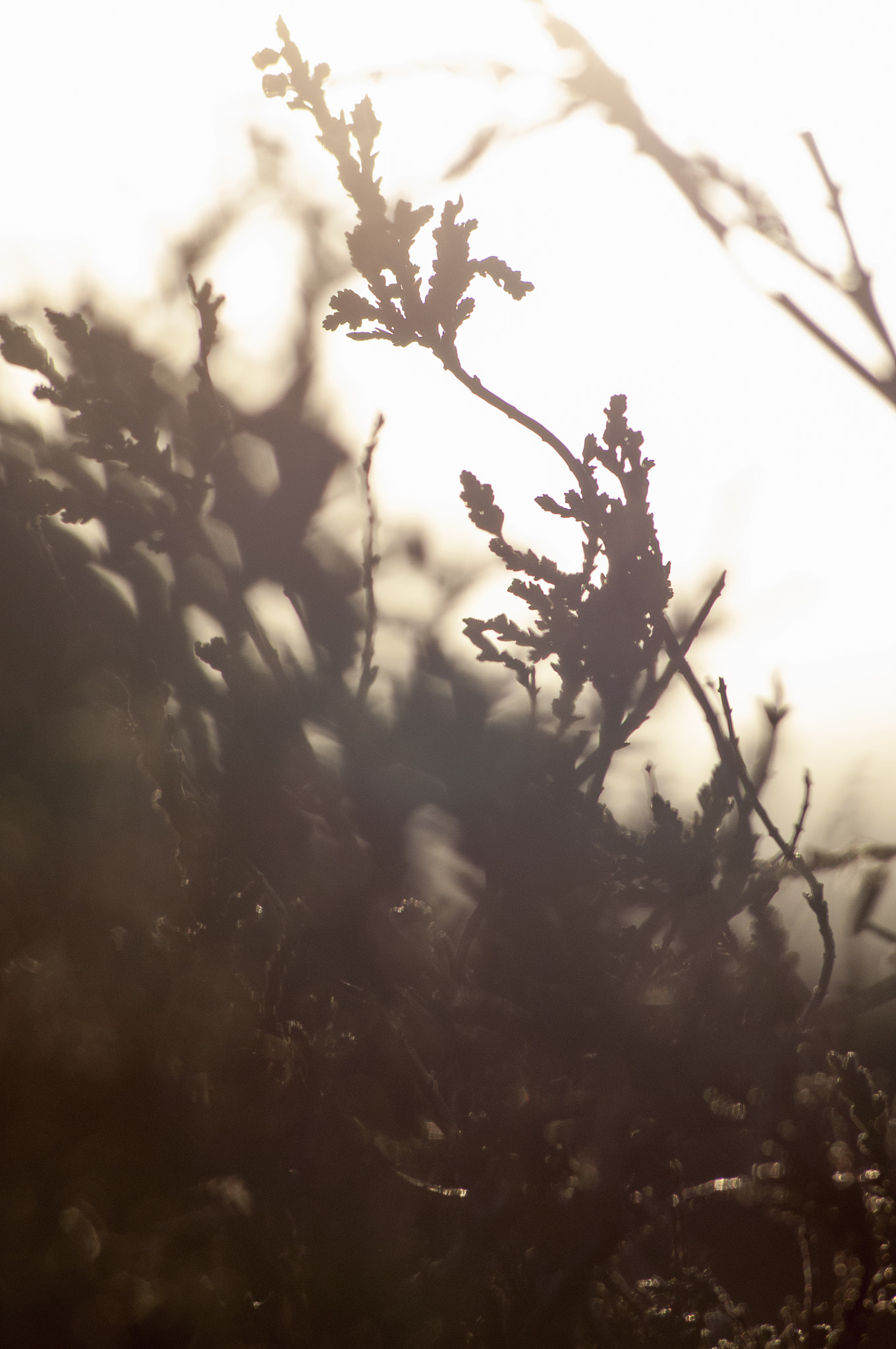 Nikon D300 + AF Nikkor 70-210mm f/4-5.6D sample photo. Winter light on heather photography