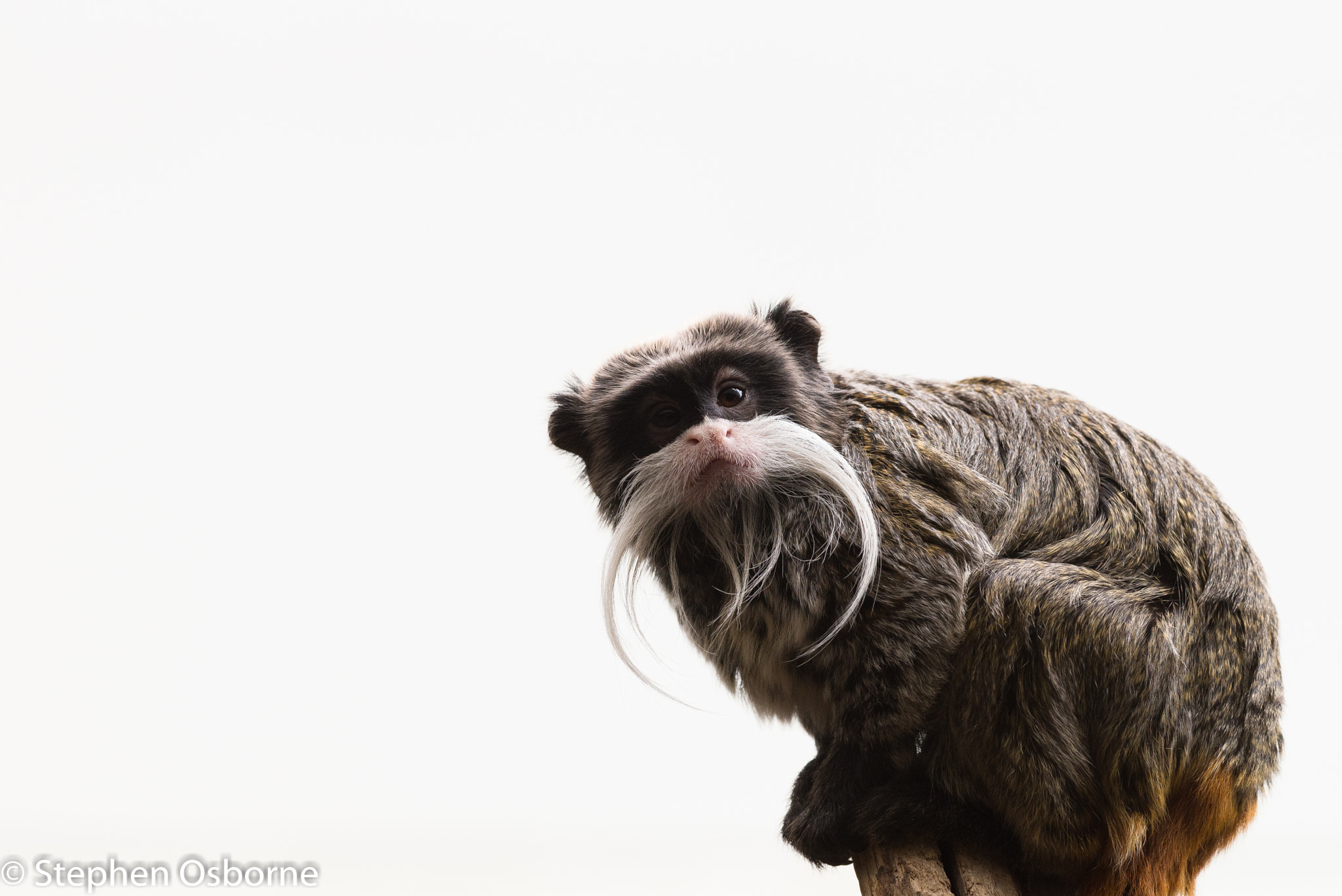 Nikon AF-S Nikkor 300mm F2.8G ED-IF VR sample photo. Whiskers photography