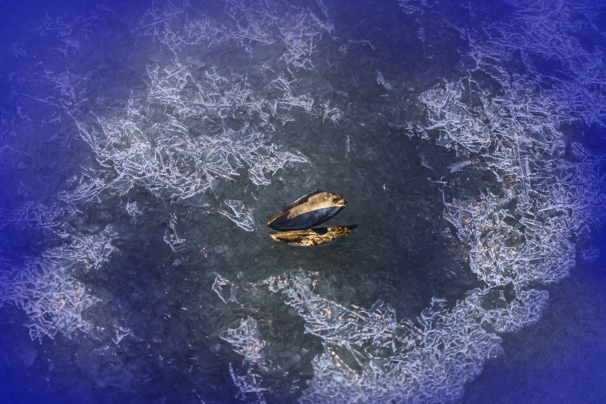 Canon EF 70-300mm F4-5.6 IS USM sample photo. Jewel found on a frozen sea photography