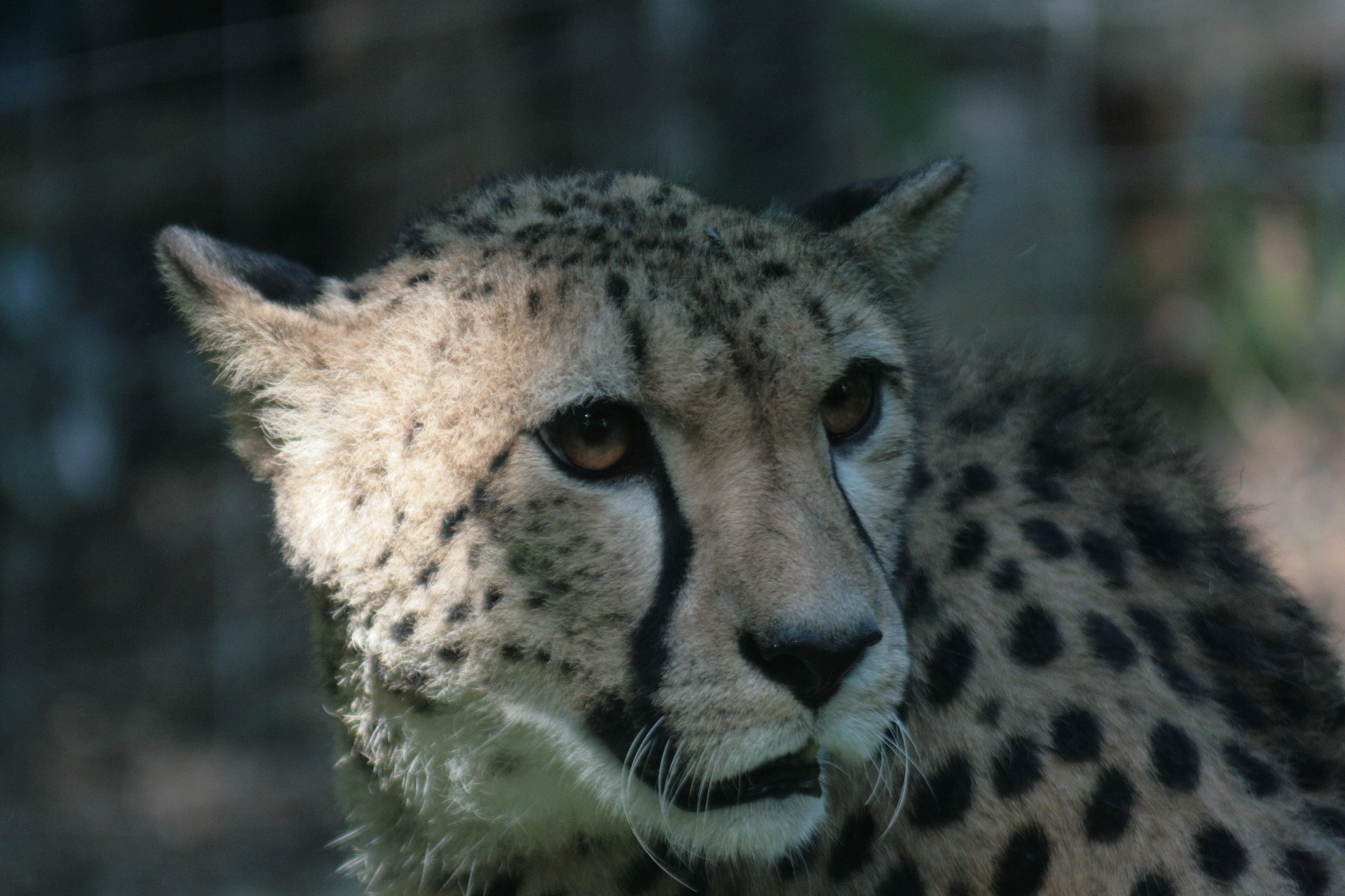 Canon EF 80-200mm F4.5-5.6 II sample photo. Gepardin photography