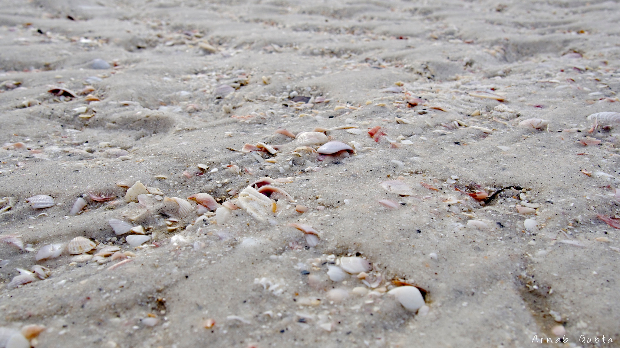Olympus M.Zuiko Digital 14-42mm F3.5-5.6 II R sample photo. Seashells at the seashore photography
