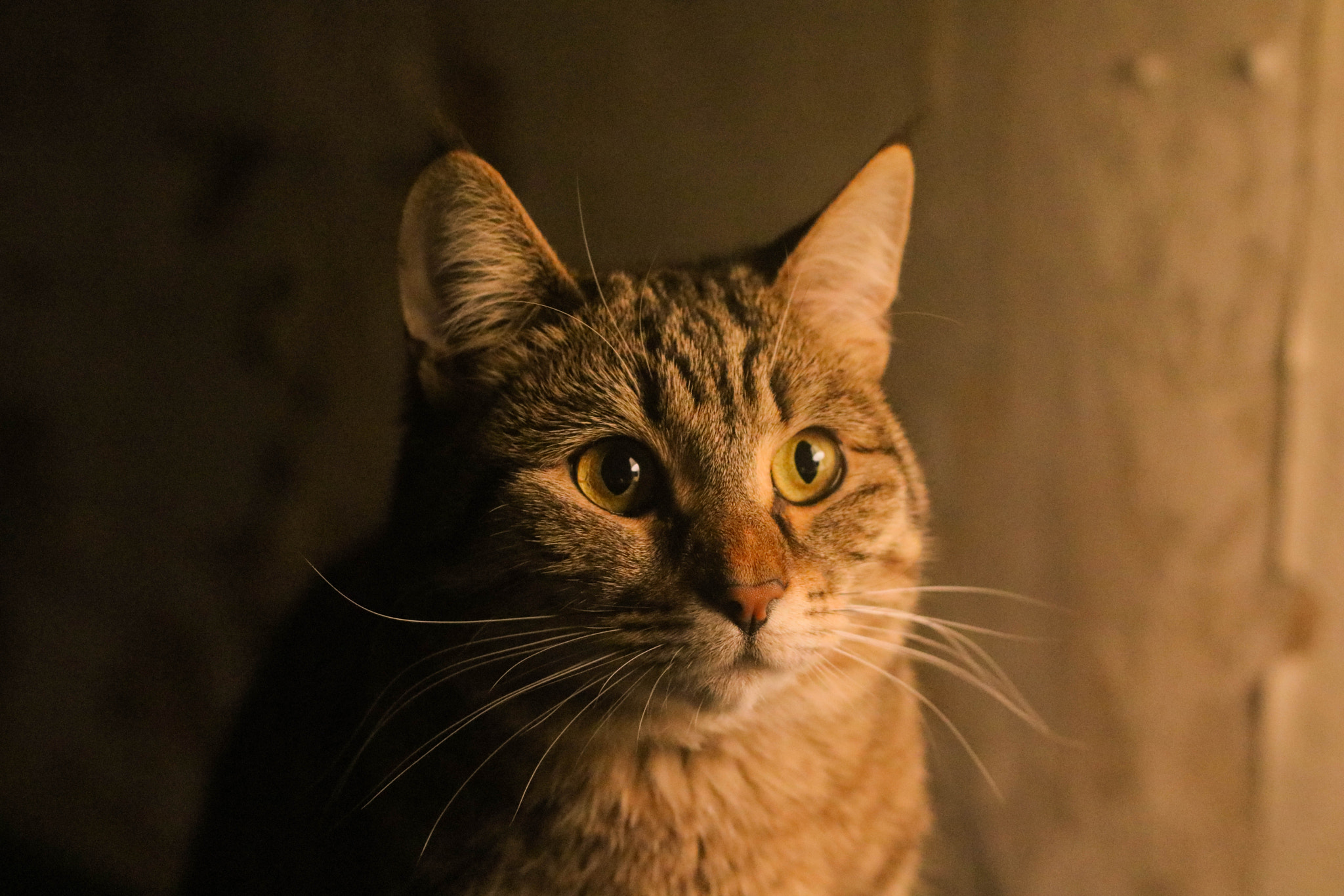 Canon EOS 760D (EOS Rebel T6s / EOS 8000D) + Canon EF 50mm F1.4 USM sample photo. Riska photography