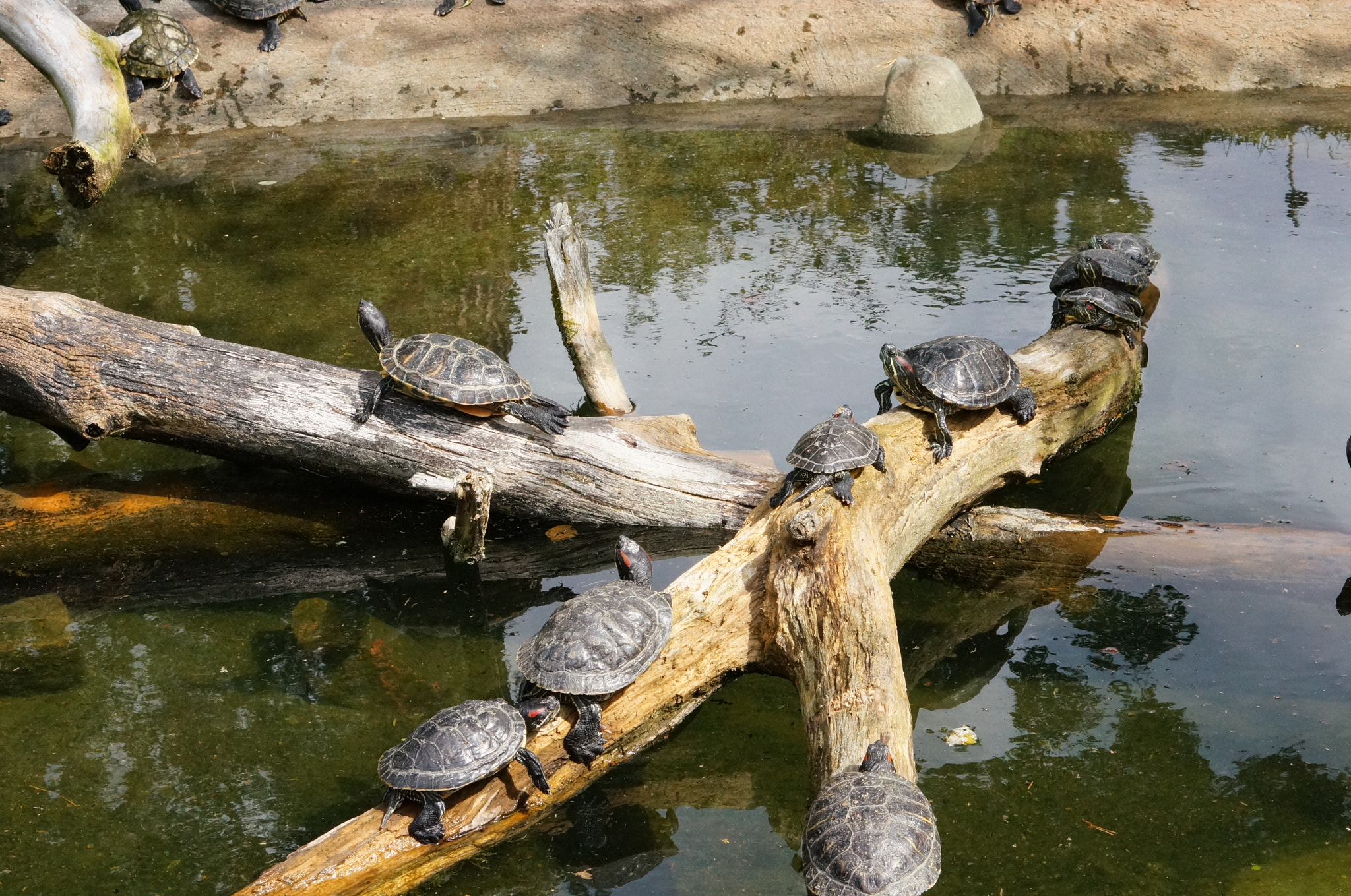 Sony Alpha NEX-6 + Sony E 50mm F1.8 OSS sample photo. Turtles photography
